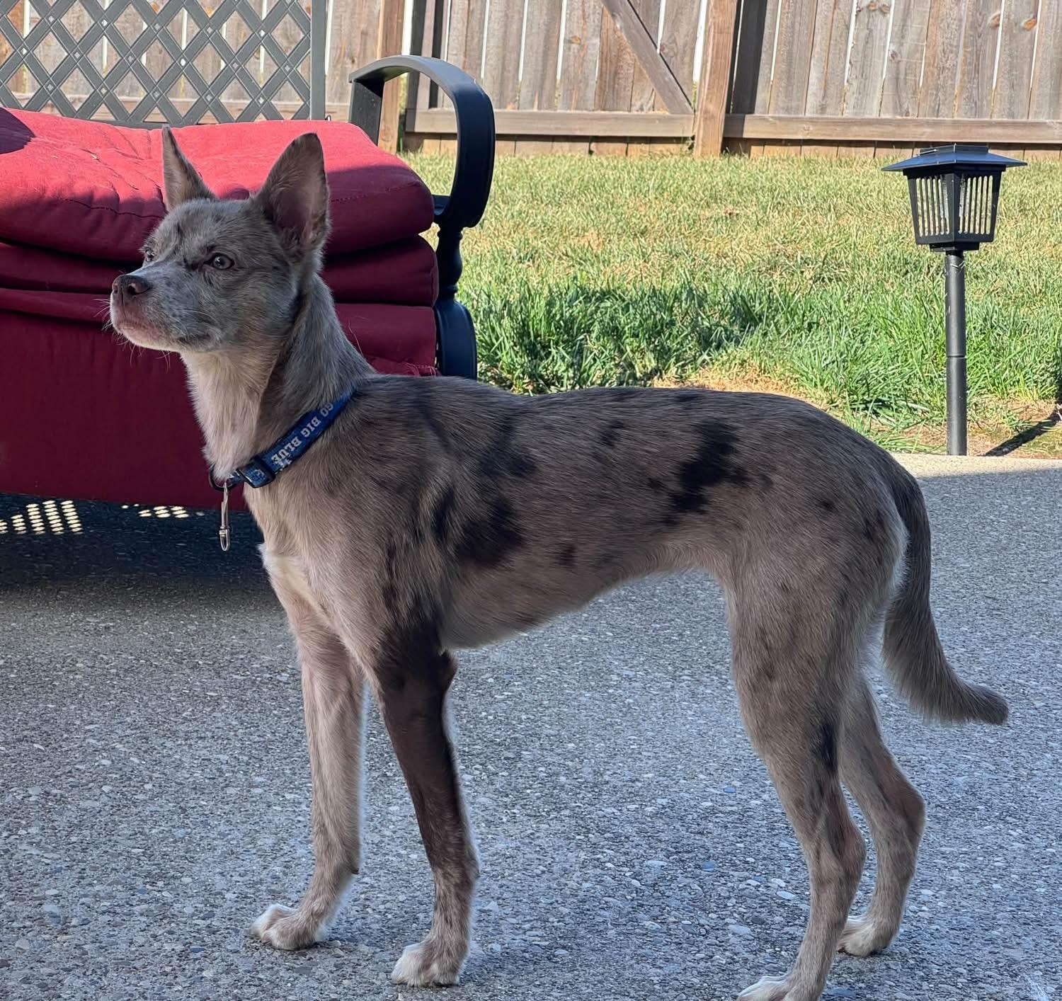 Enlarge Lottie, a Adoptable mixed breed in Louisville, KY image 2/3