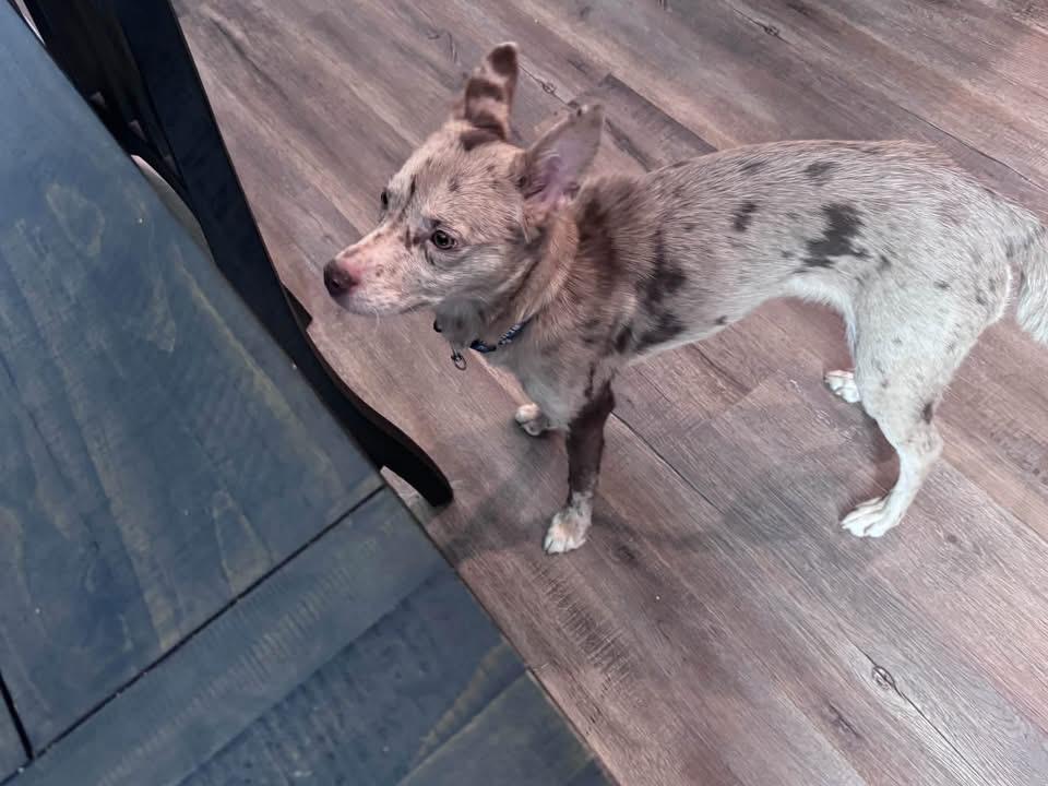 Enlarge Lottie, a Adoptable mixed breed in Louisville, KY image 3/3