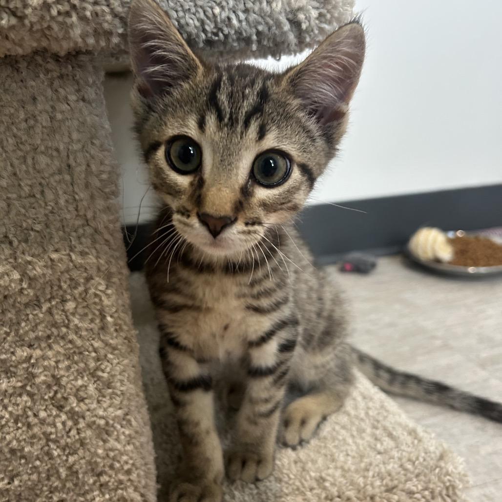 Dash, Adoptable, Kitten Male Domestic Short Hair.