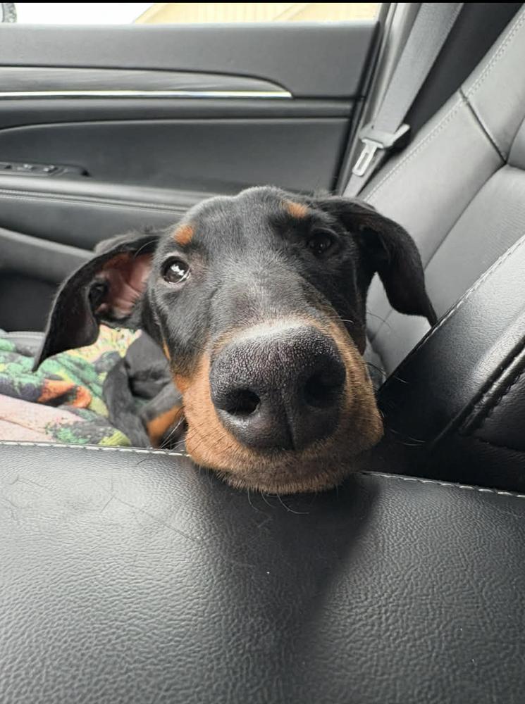 Leah, Adoptable, Puppy Female Doberman Pinscher.