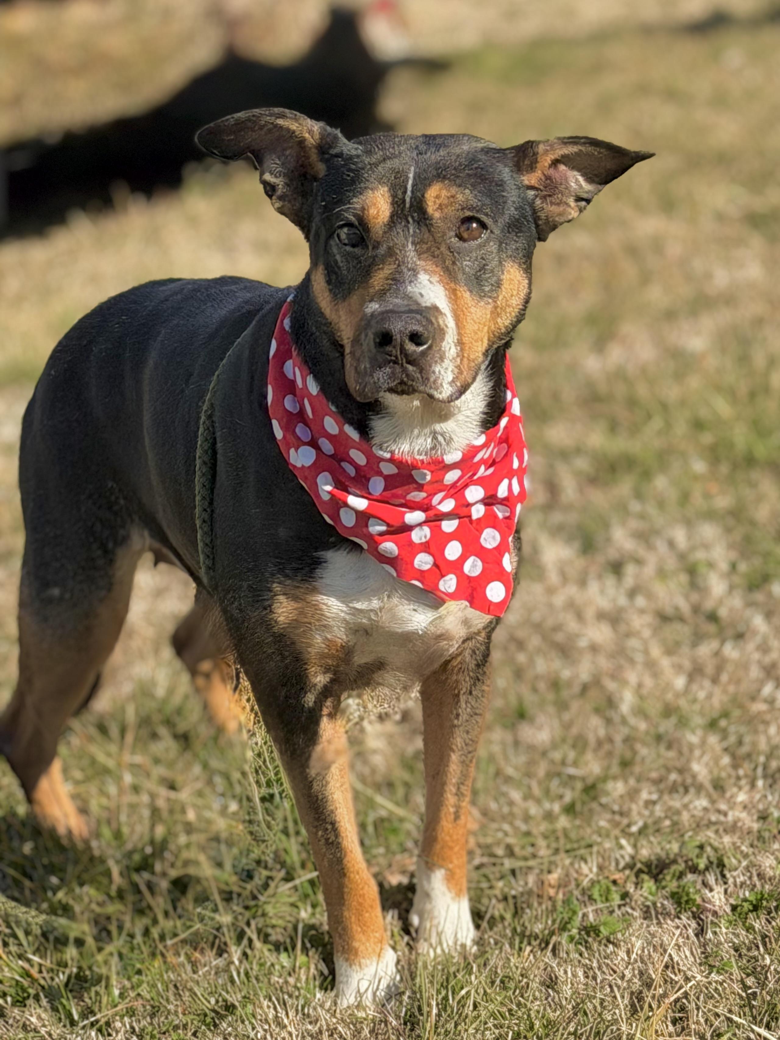 Baby, ADOPTABLE, Young Female German Pinscher & Terrier.