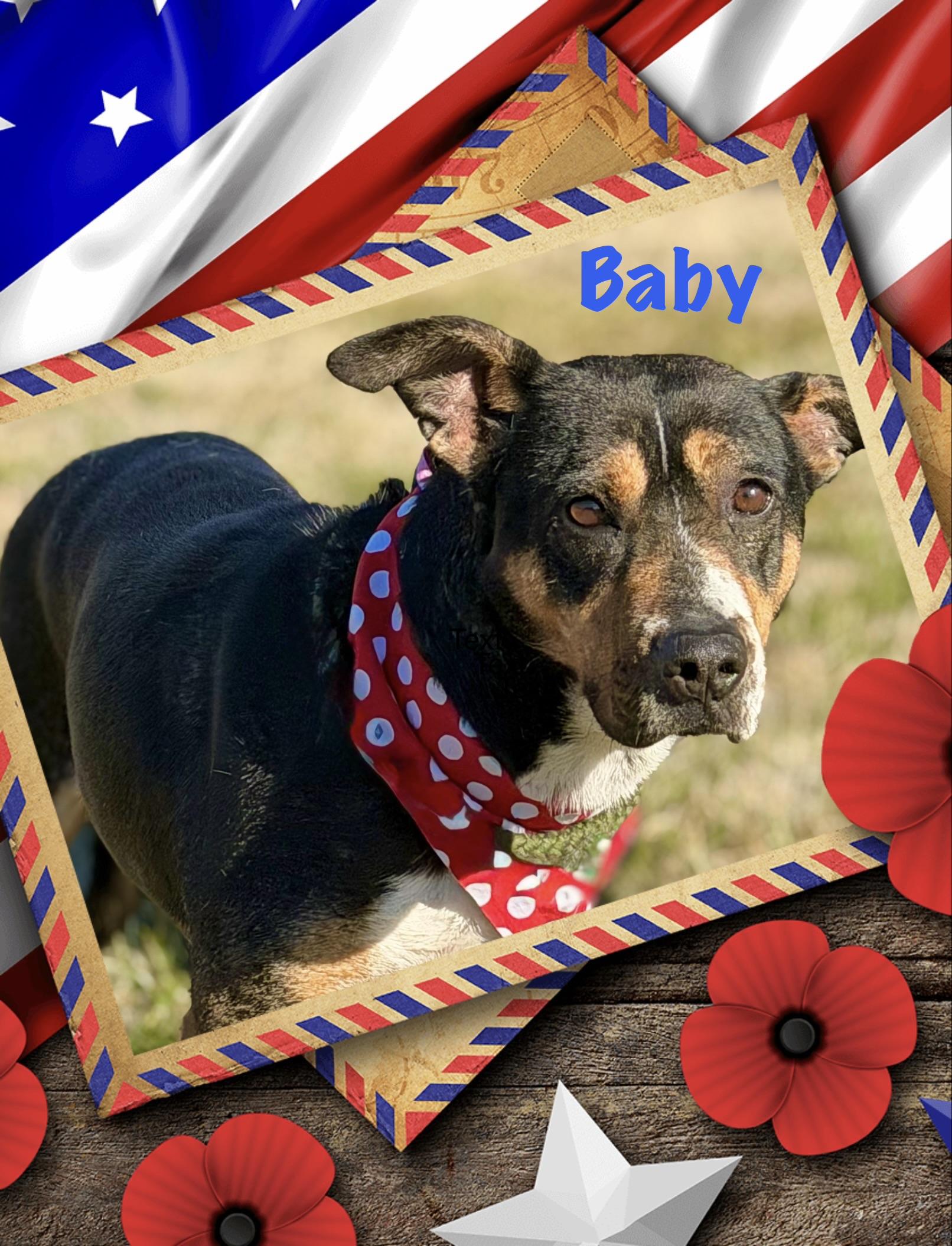Baby, a ADOPTABLE mixed breed in Maryville, TN image 3/6