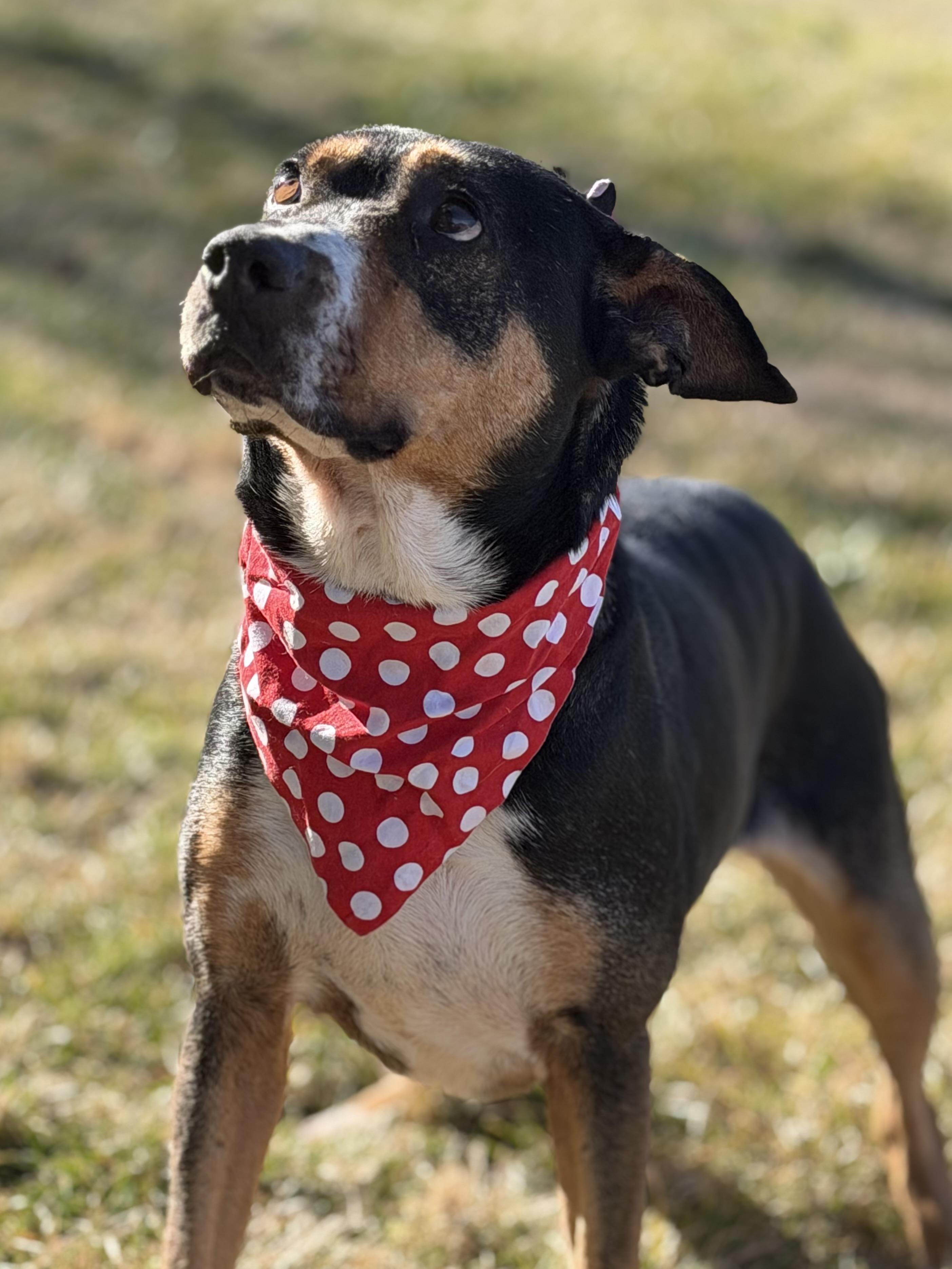 Baby, ADOPTABLE, Young Female German Pinscher & Terrier.