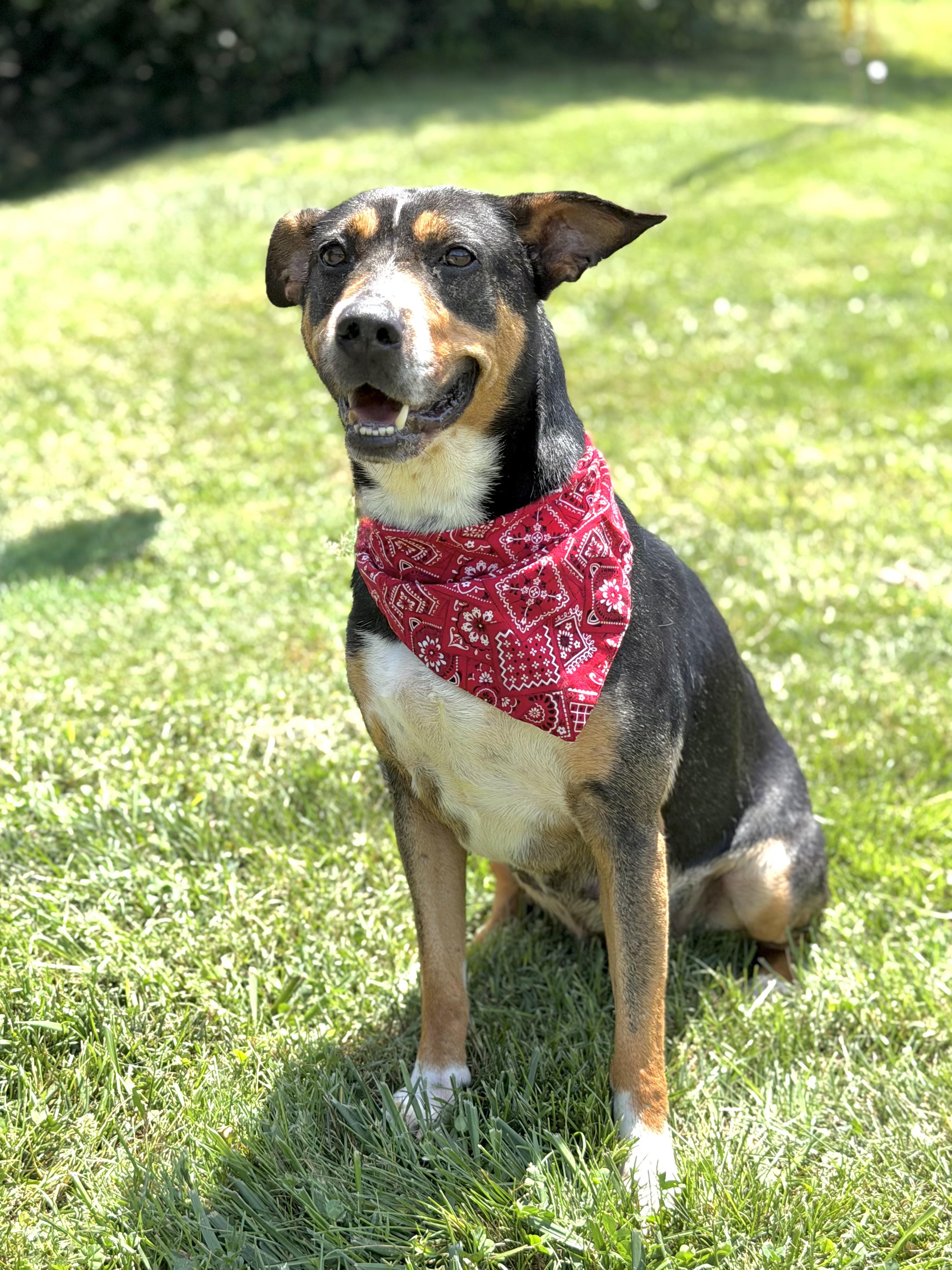 Baby, a ADOPTABLE mixed breed in Maryville, TN image 6/6