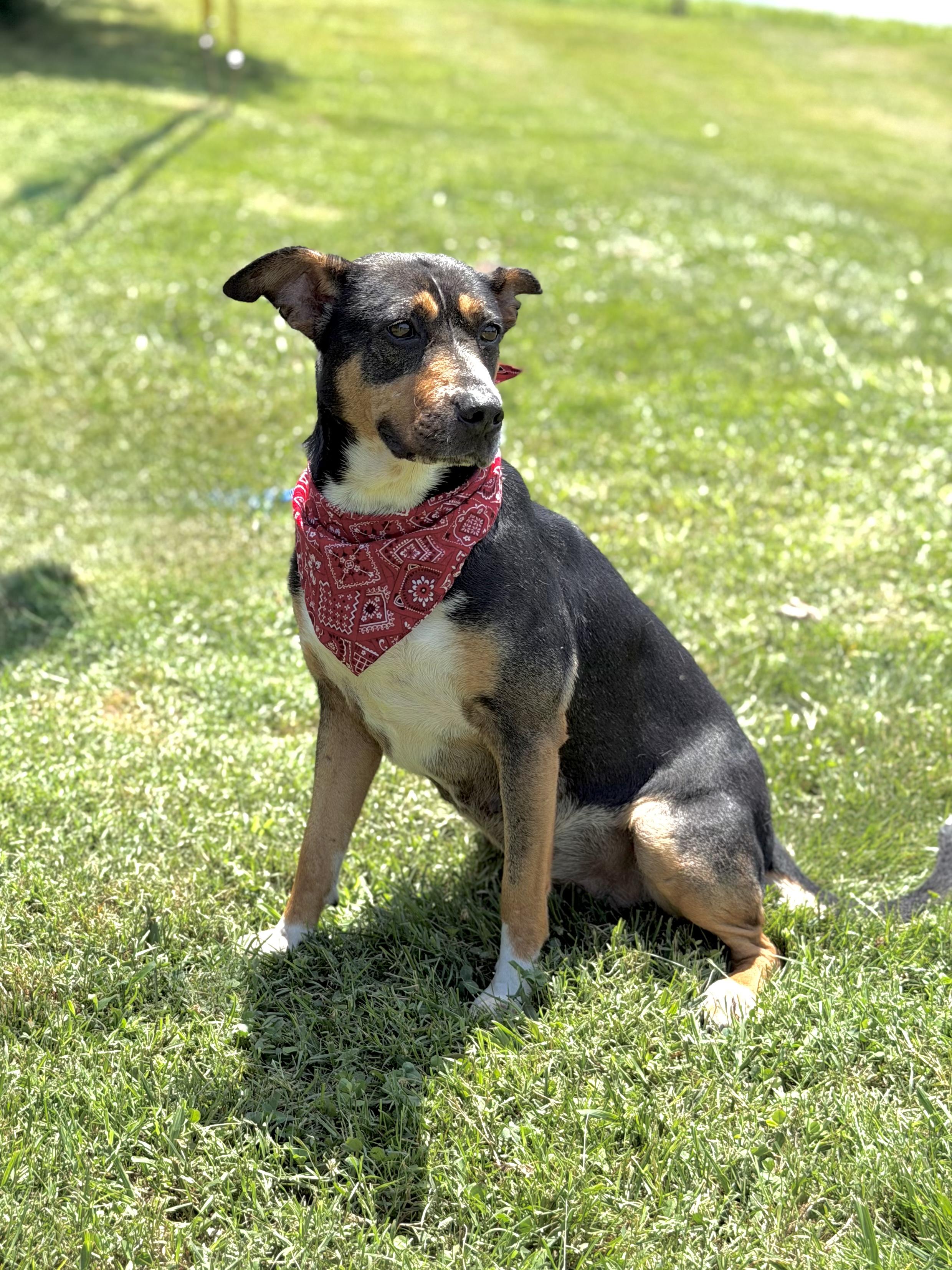 Baby, ADOPTABLE, Young Female German Pinscher & Terrier.