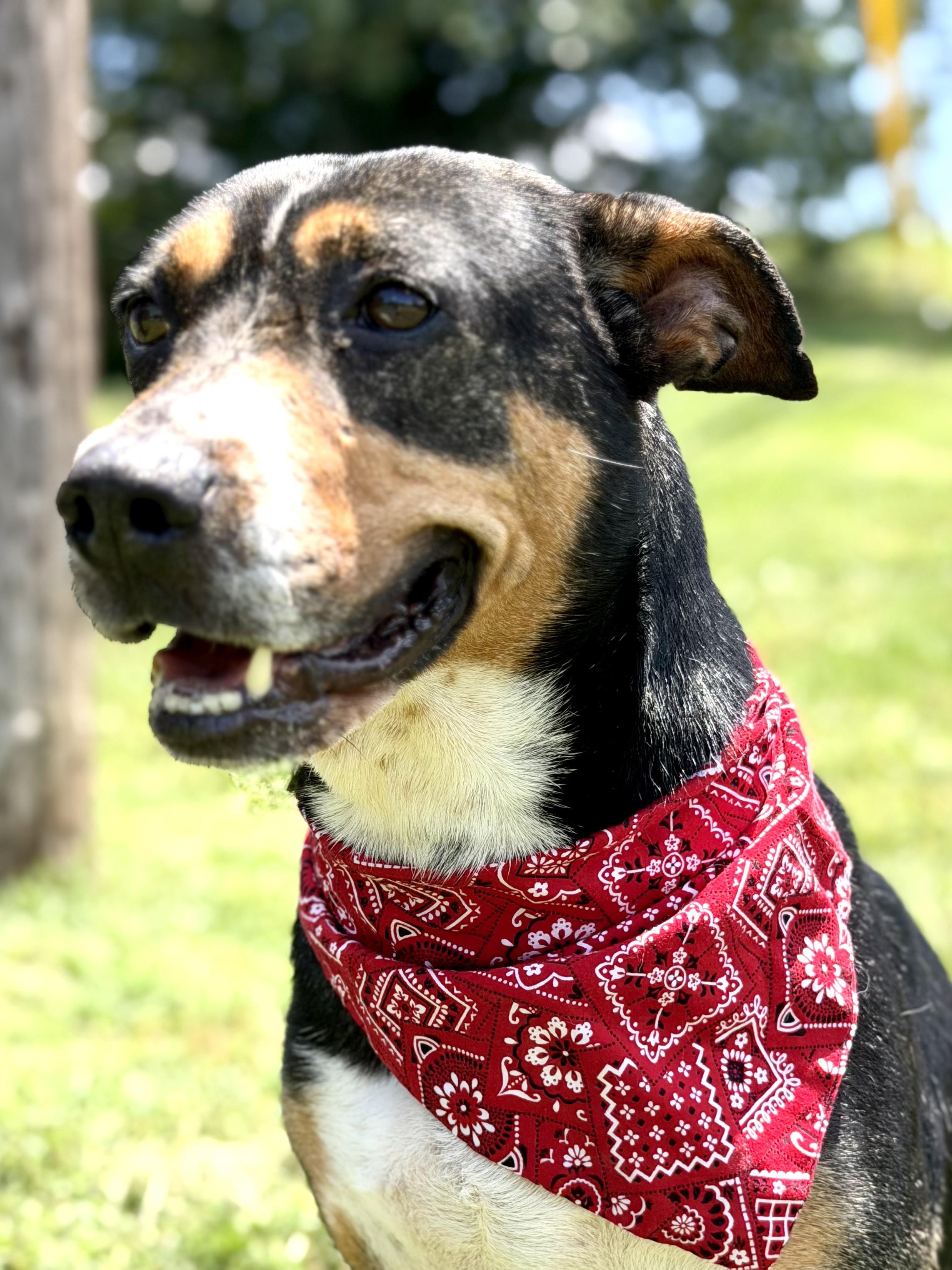 Baby, a ADOPTABLE mixed breed in Maryville, TN image 2/6