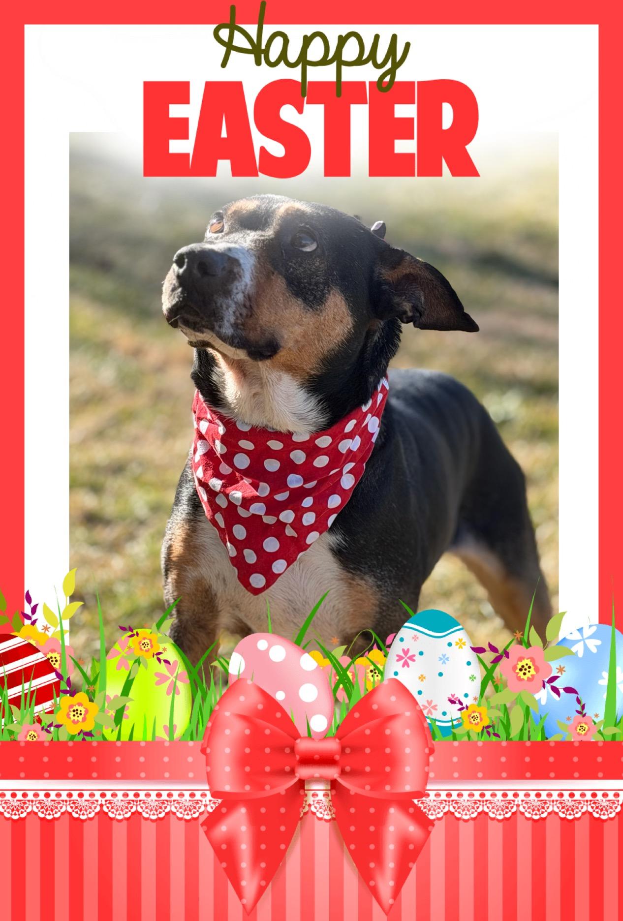 Enlarge Baby, a ADOPTABLE mixed breed in Maryville, TN image 2/6