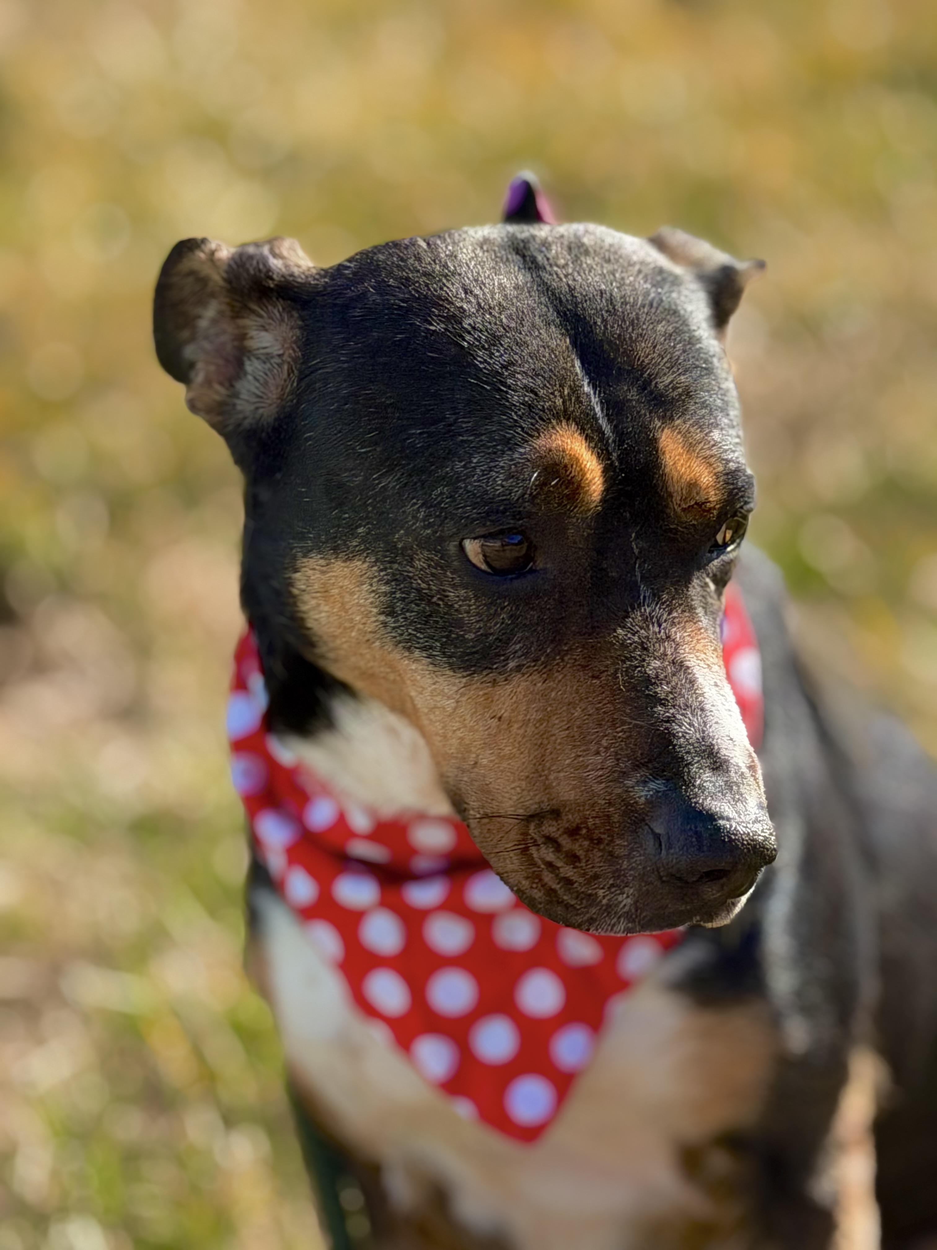 Baby, ADOPTABLE, Young Female German Pinscher & Terrier.