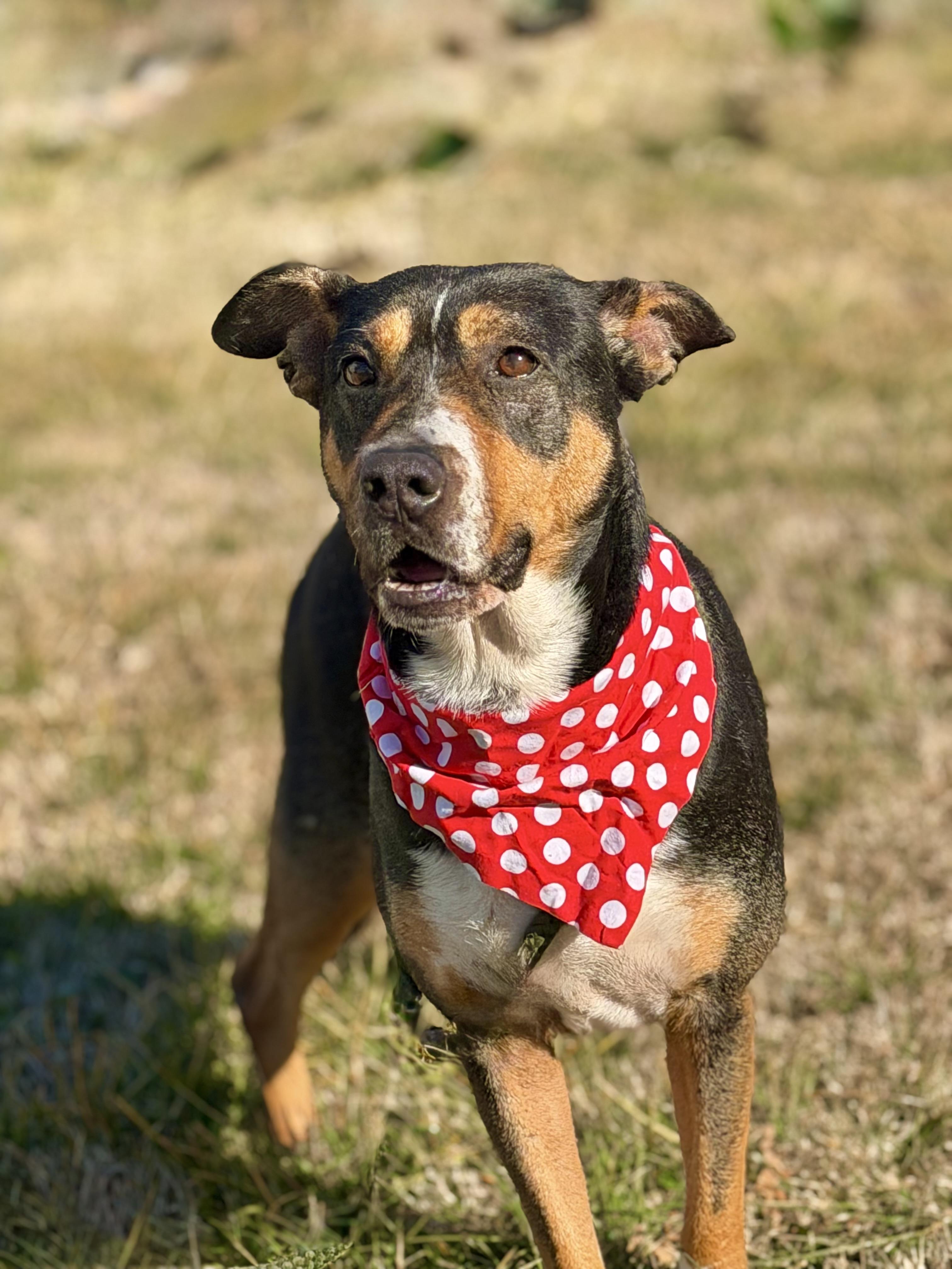 Baby, a ADOPTABLE mixed breed in Maryville, TN image 5/6