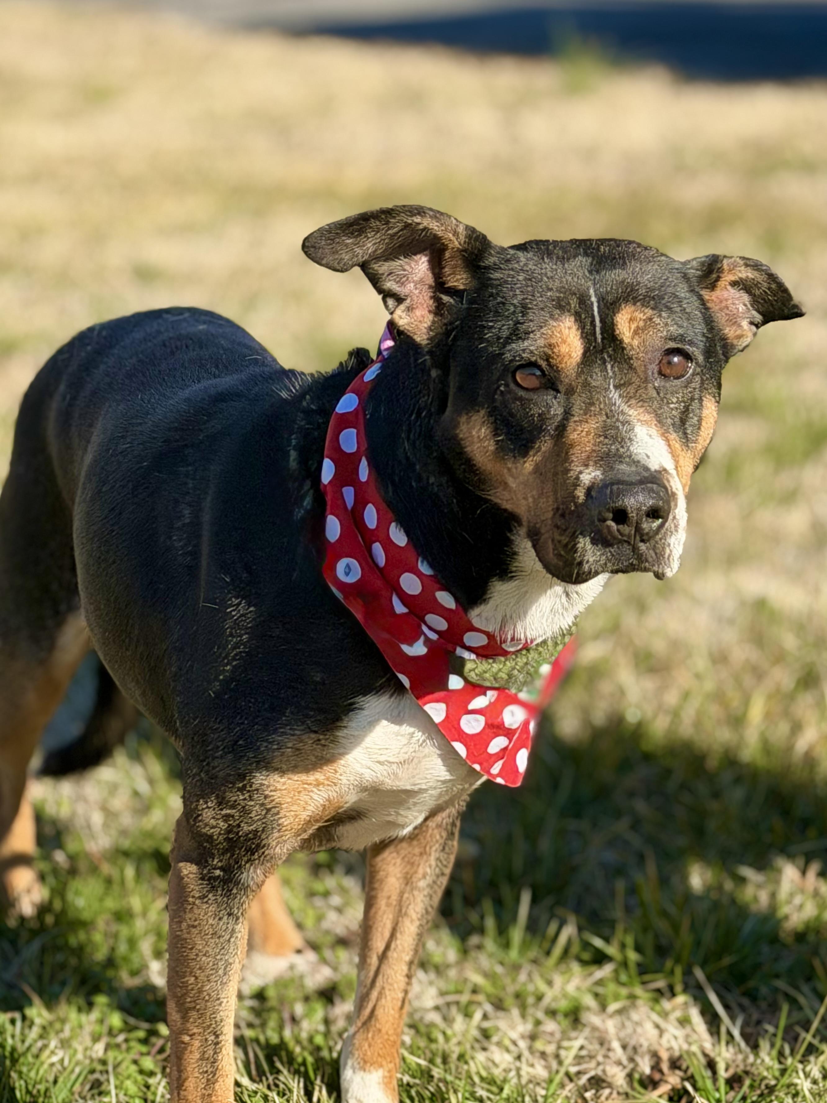 Baby, ADOPTABLE, Young Female German Pinscher & Terrier.