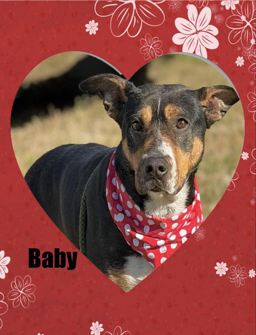 Baby, a ADOPTABLE mixed breed in Maryville, TN image 2/6