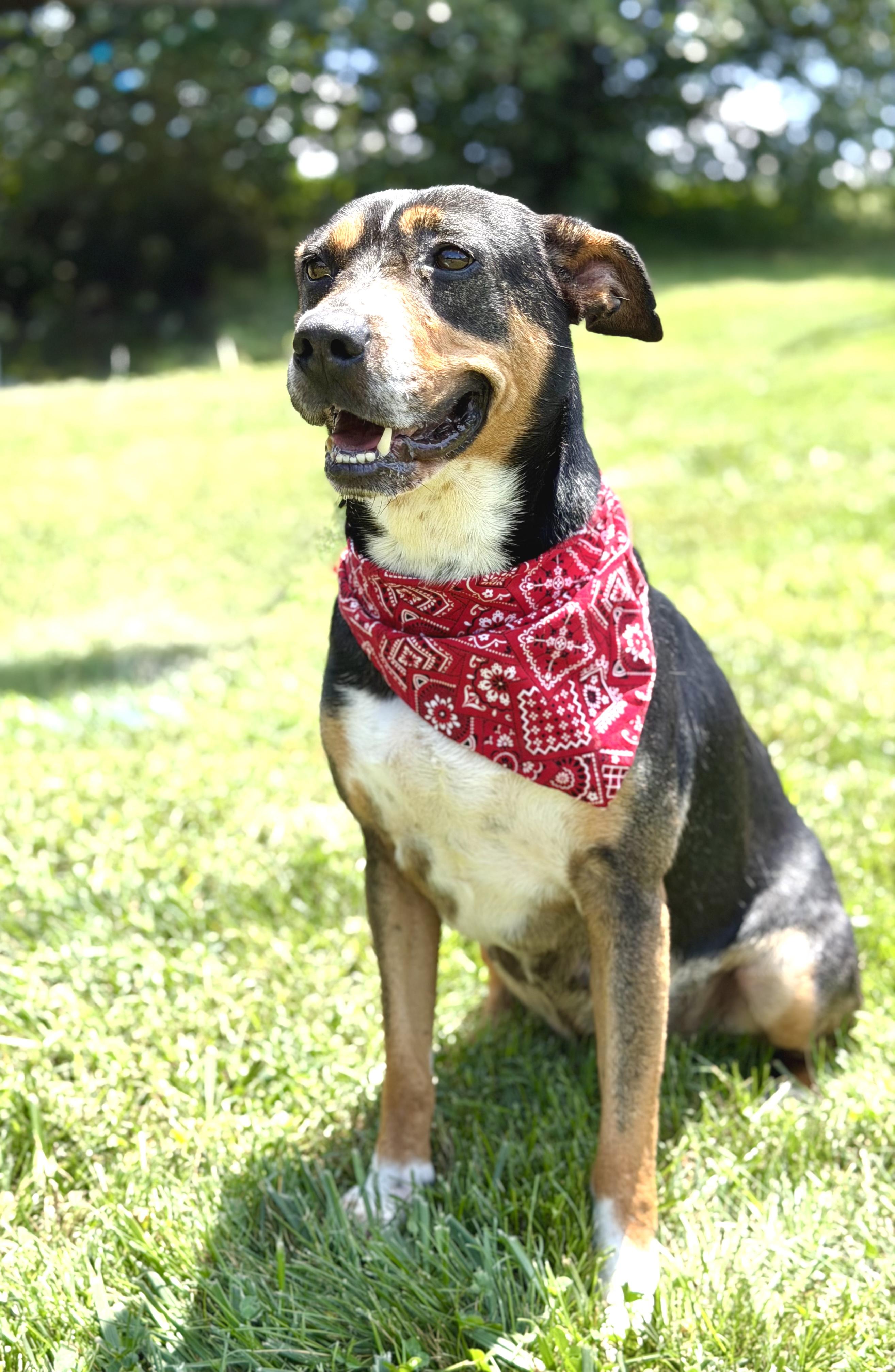 Baby, a ADOPTABLE mixed breed in Maryville, TN image 5/6