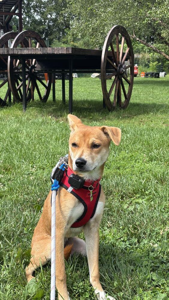 Enlarge Conan, a Adoptable Jindo in Long Island City, NY image 1/6