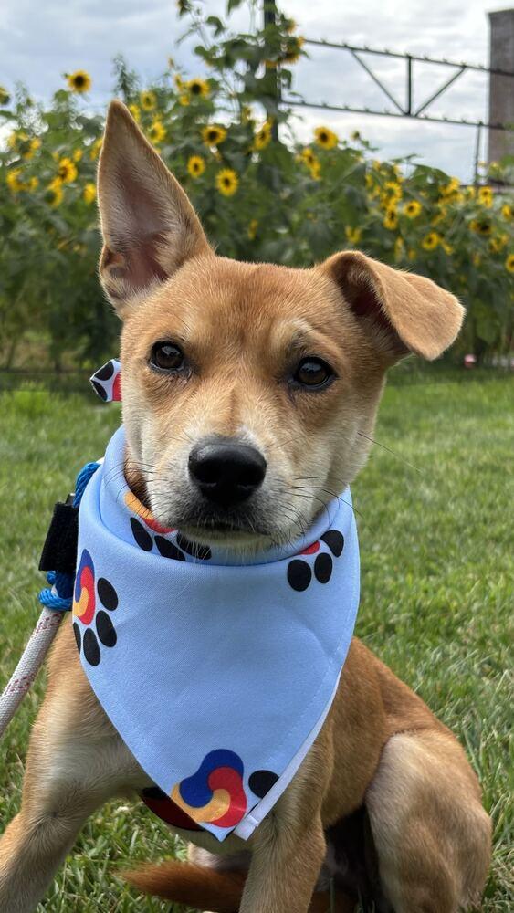 Enlarge Conan, a Adoptable Jindo in Long Island City, NY image 2/6