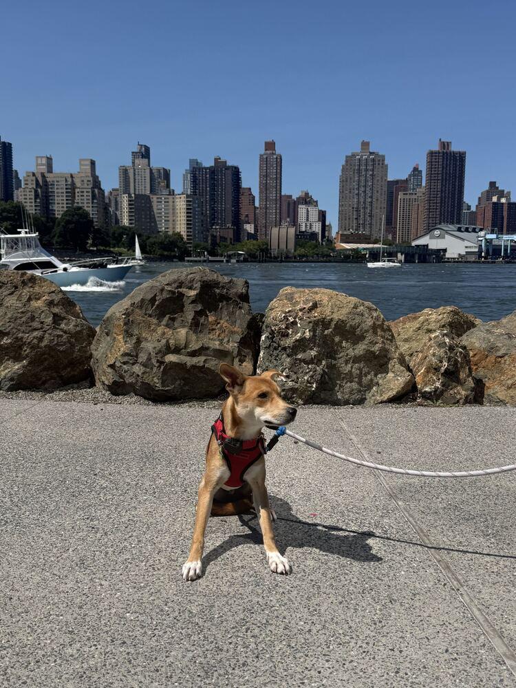 Enlarge Conan, a Adoptable Jindo in Long Island City, NY image 3/6
