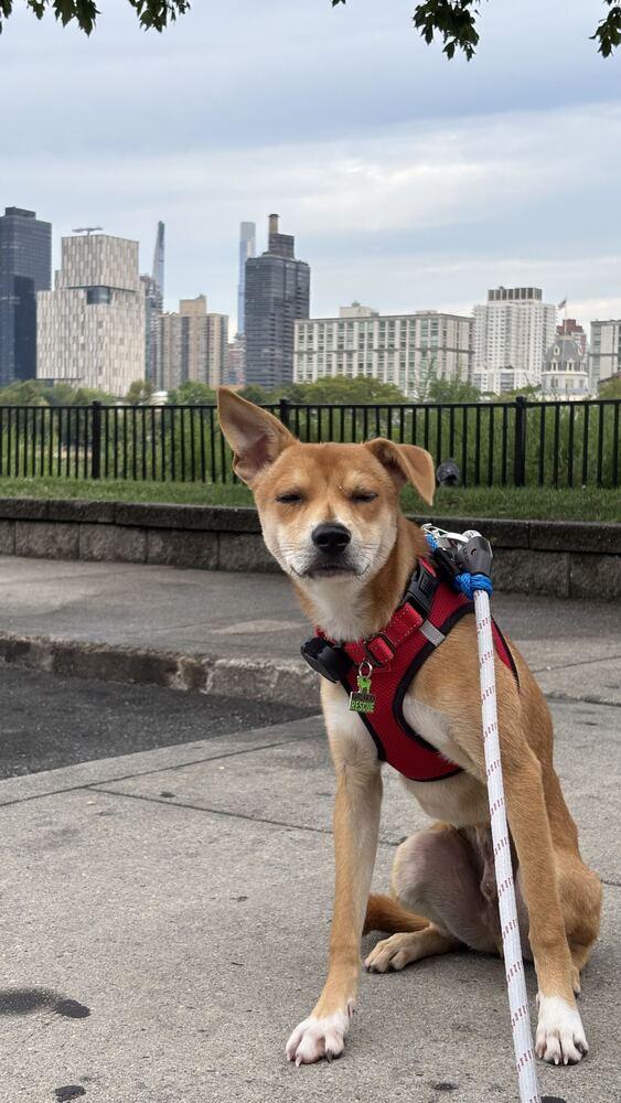 Enlarge Conan, a Adoptable Jindo in Long Island City, NY image 4/6