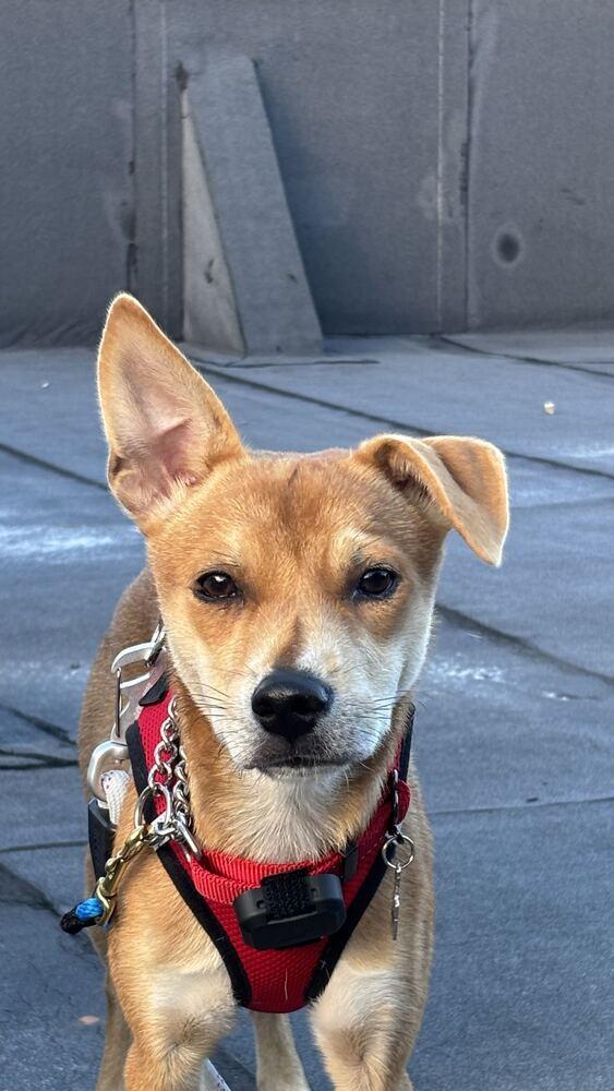 Enlarge Conan, a Adoptable Jindo in Long Island City, NY image 5/6