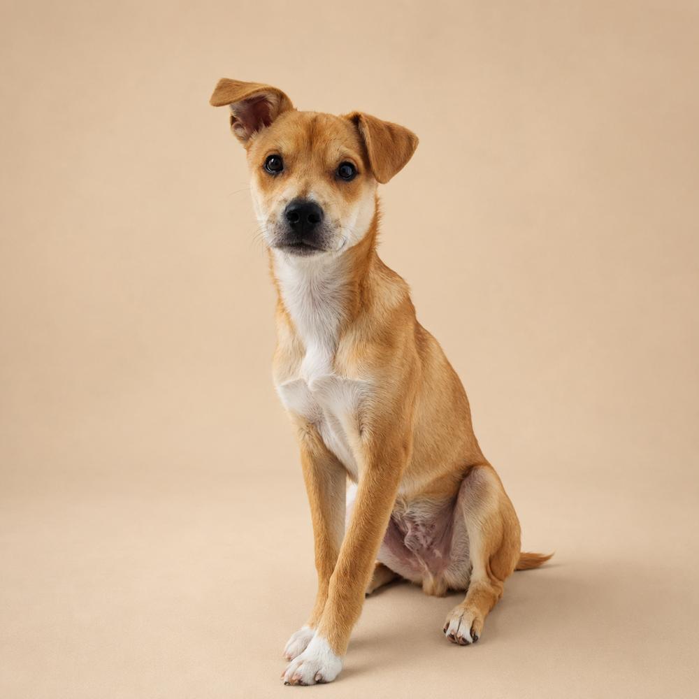Enlarge Conan, a Adoptable Jindo in Long Island City, NY image 6/6
