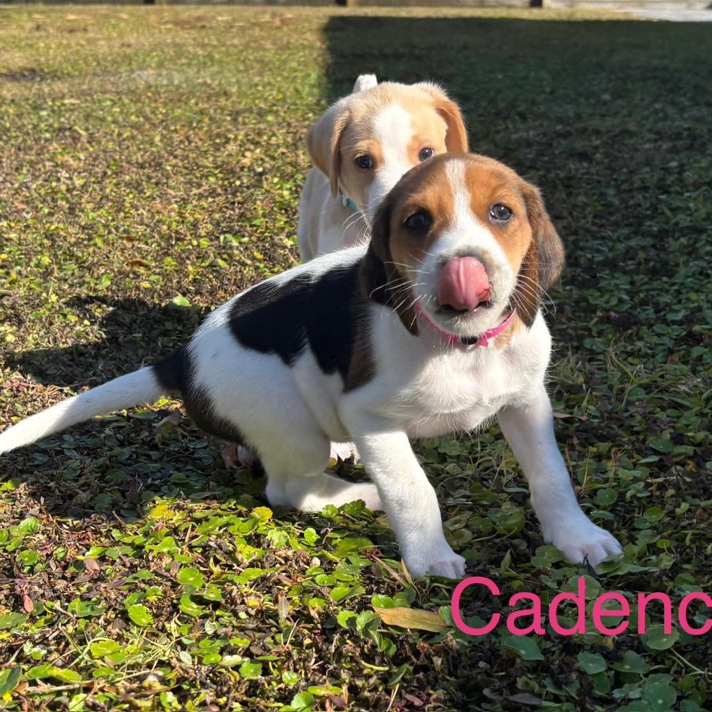 CADENCE, a Adoptable Treeing Walker Coonhound in Wellington, FL image 1/2