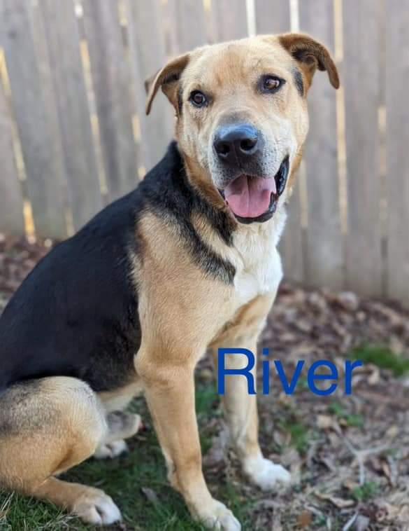 River, Adoptable, Adult Male Hound.