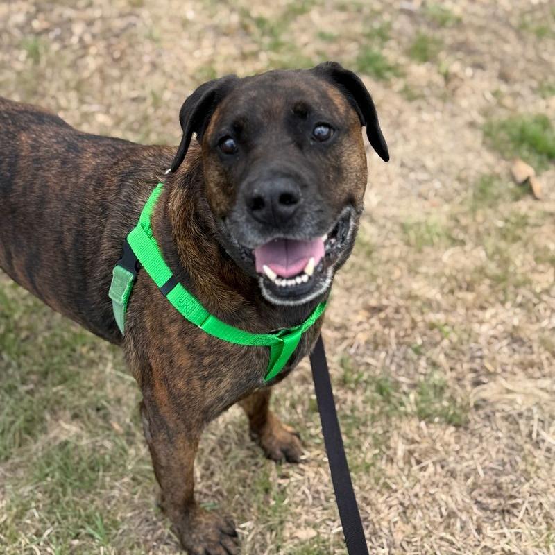 Koda, Adoptable, Adult Female Mastiff & Mixed Breed.