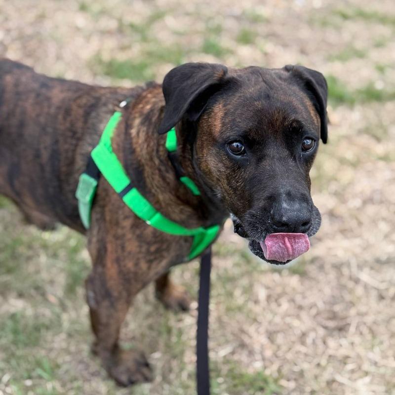 Enlarge Koda, a Adoptable mixed breed in Clearwater, FL image 2/4