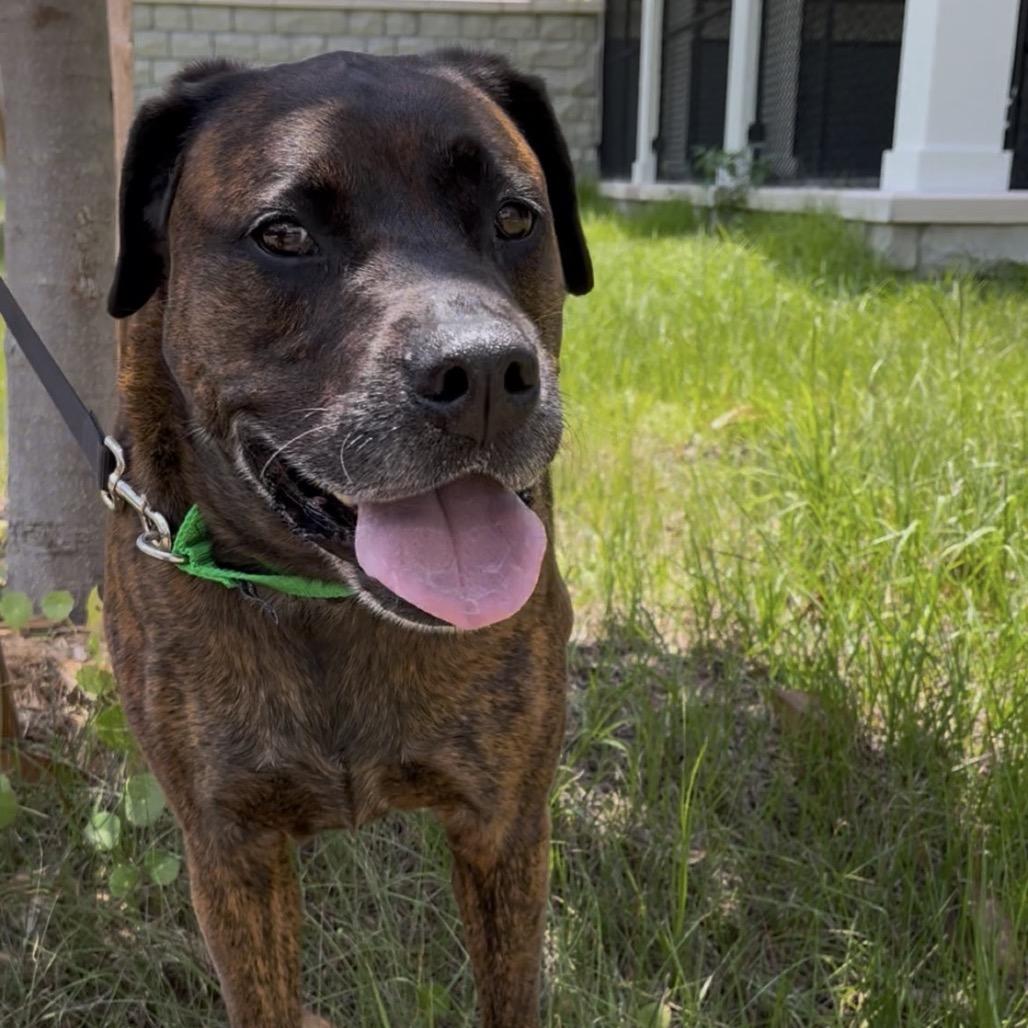 Enlarge Koda, a Adoptable mixed breed in Clearwater, FL image 3/4