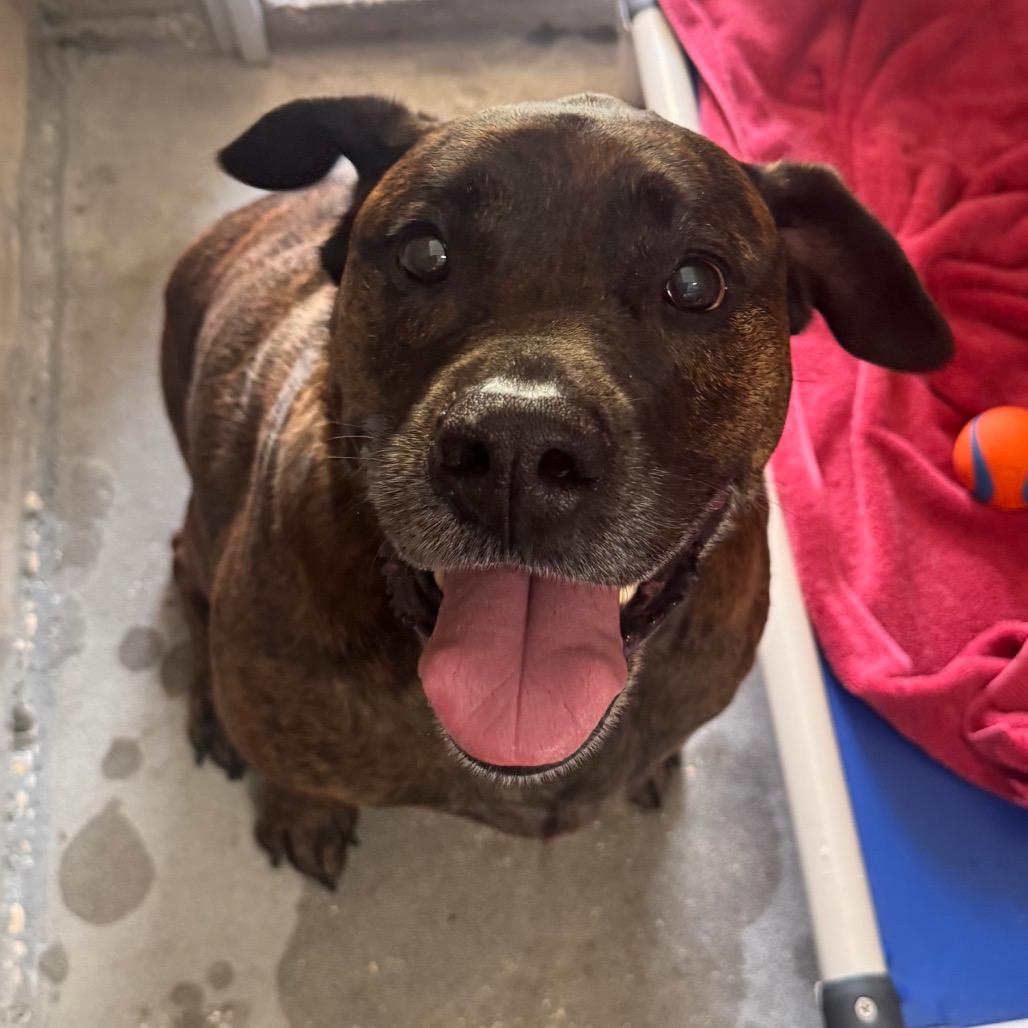 Enlarge Koda, a Adoptable mixed breed in Clearwater, FL image 1/1