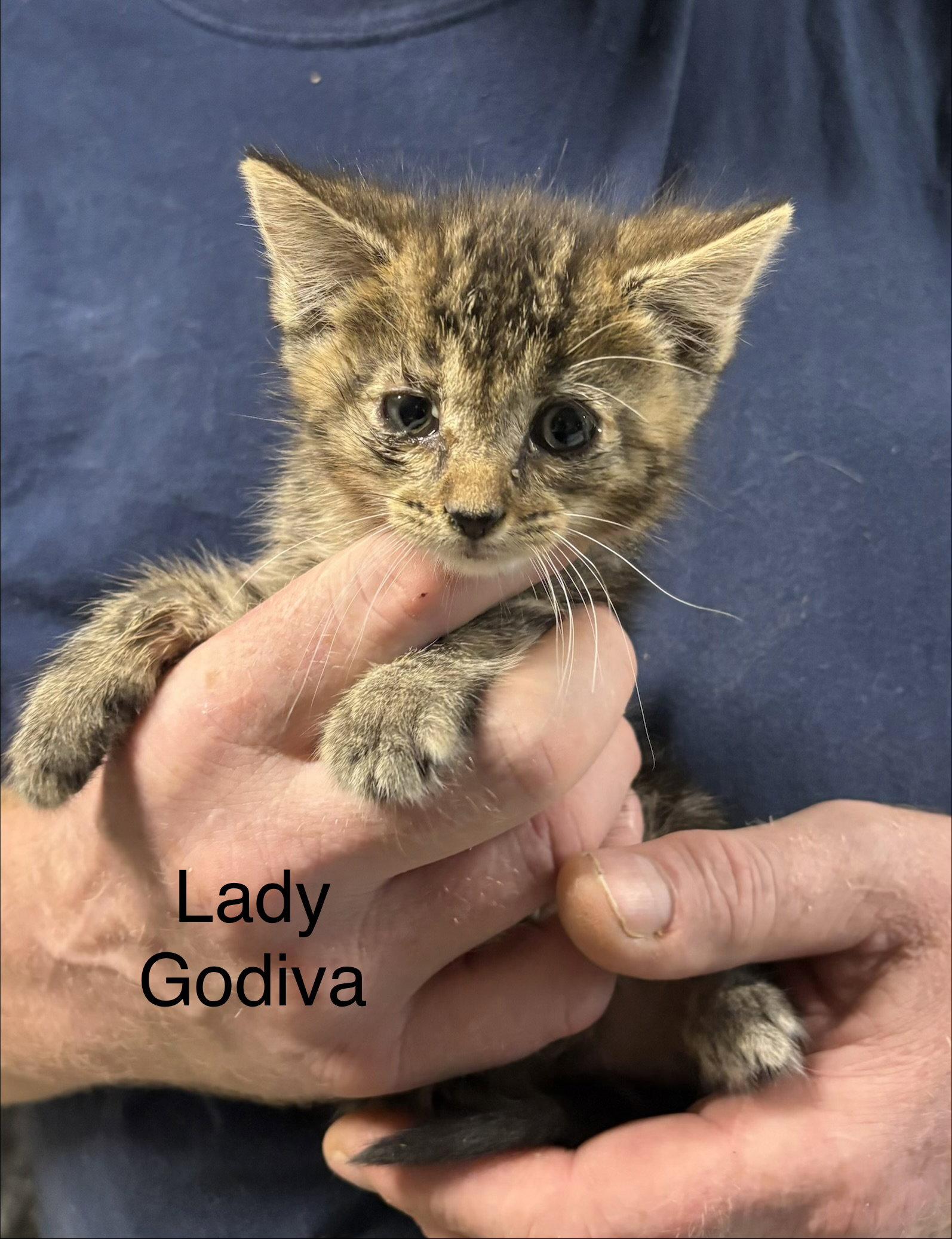 Lady Godiva (rg), Adoptable, Kitten Female Domestic Short Hair.