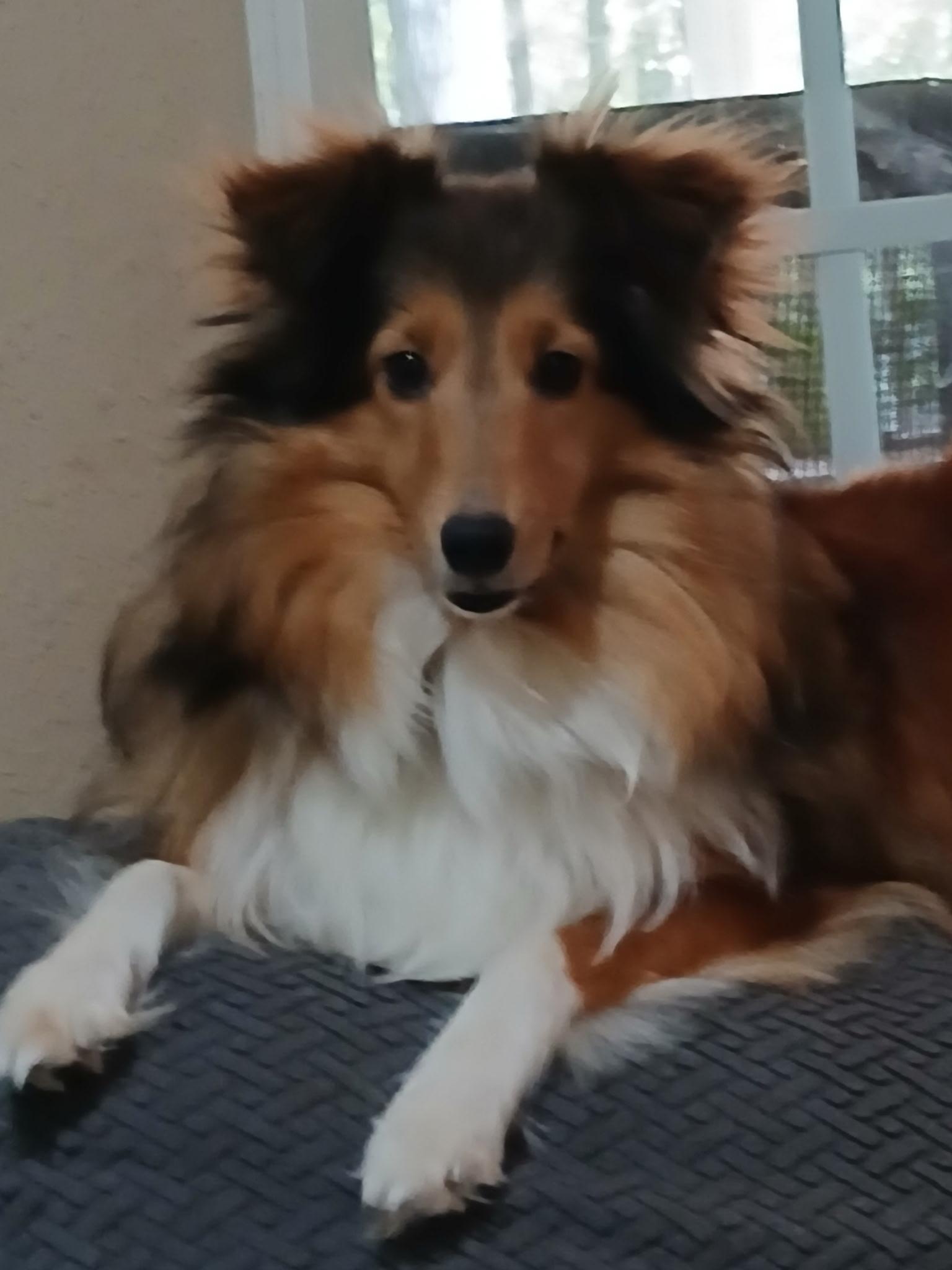 Princess, Adoptable, Young Female Shetland Sheepdog / Sheltie.