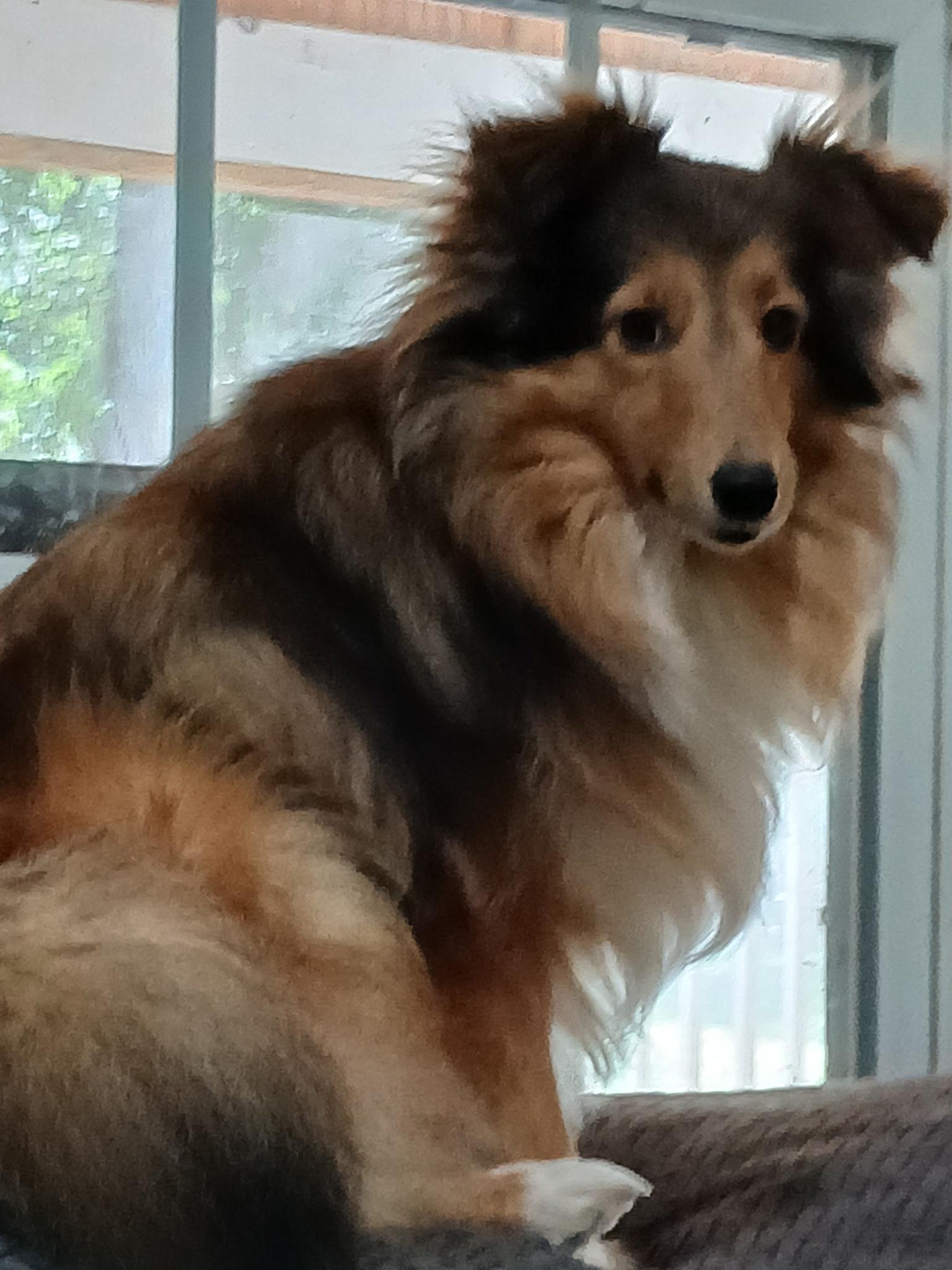Enlarge Princess, a Adoptable Shetland Sheepdog / Sheltie image 2/3