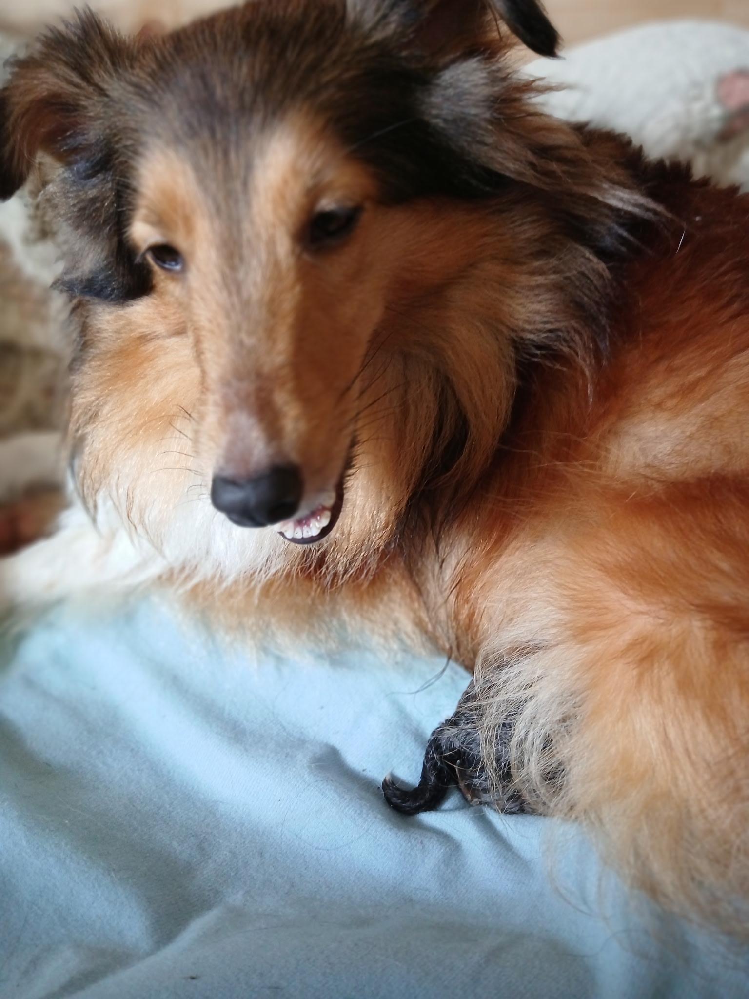 Enlarge Princess, a Adoptable Shetland Sheepdog / Sheltie image 3/3