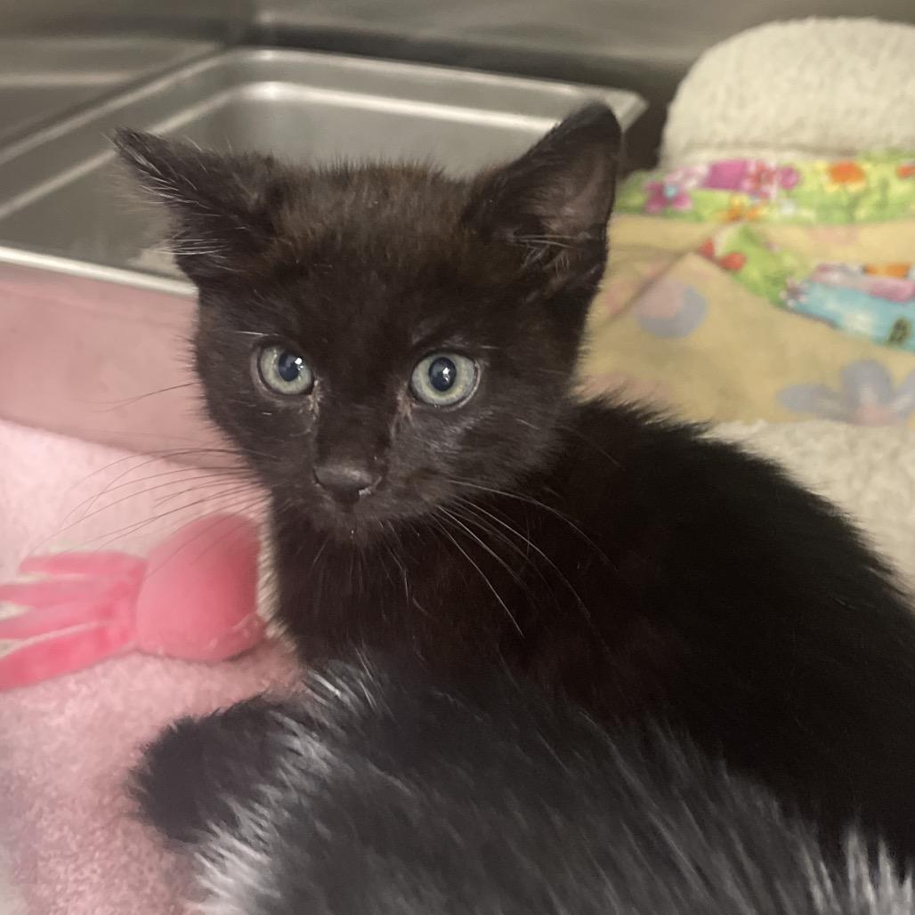 Zander, Adoptable, Young Male Domestic Short Hair.