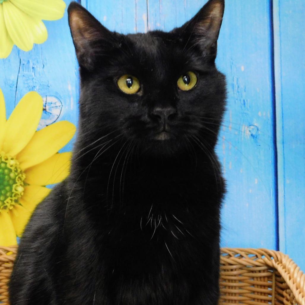 Enlarge Zander, a Adoptable Domestic Short Hair in Peoria, IL image 2/6