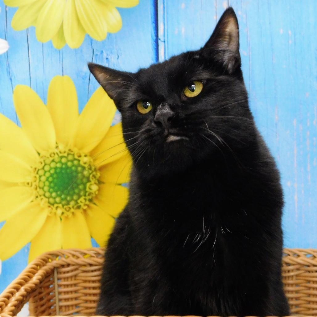 Enlarge Zander, a Adoptable Domestic Short Hair in Peoria, IL image 3/6