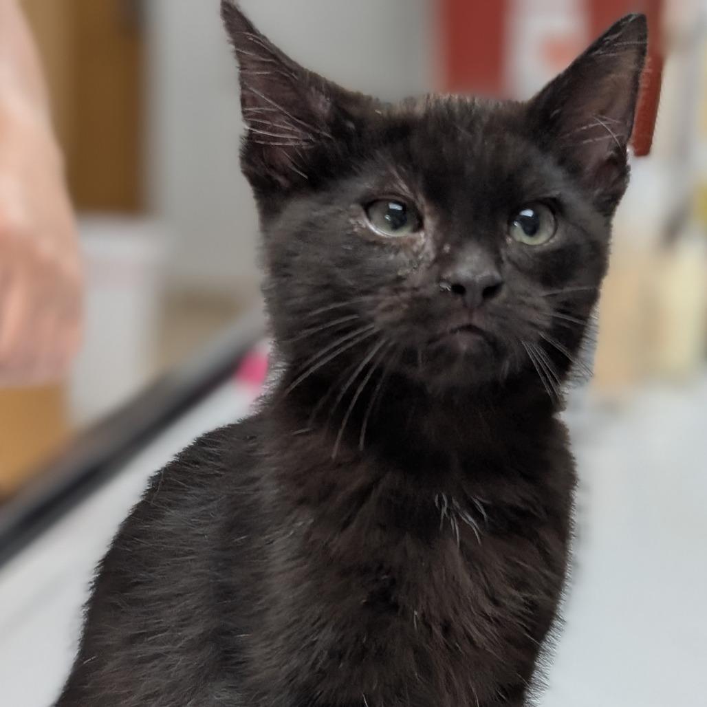 Enlarge Zander, a Adoptable Domestic Short Hair in Peoria, IL image 4/6