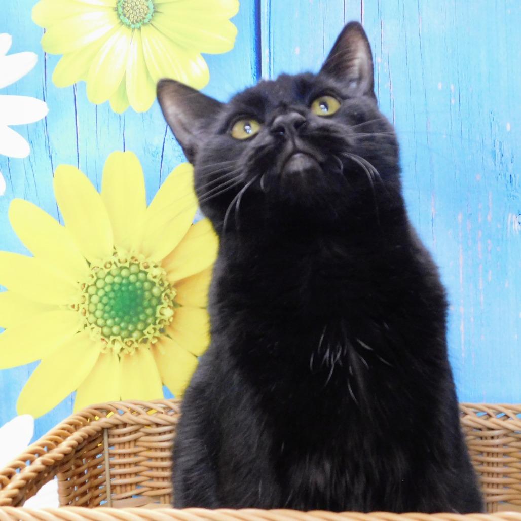 Enlarge Zander, a Adoptable Domestic Short Hair in Peoria, IL image 6/6