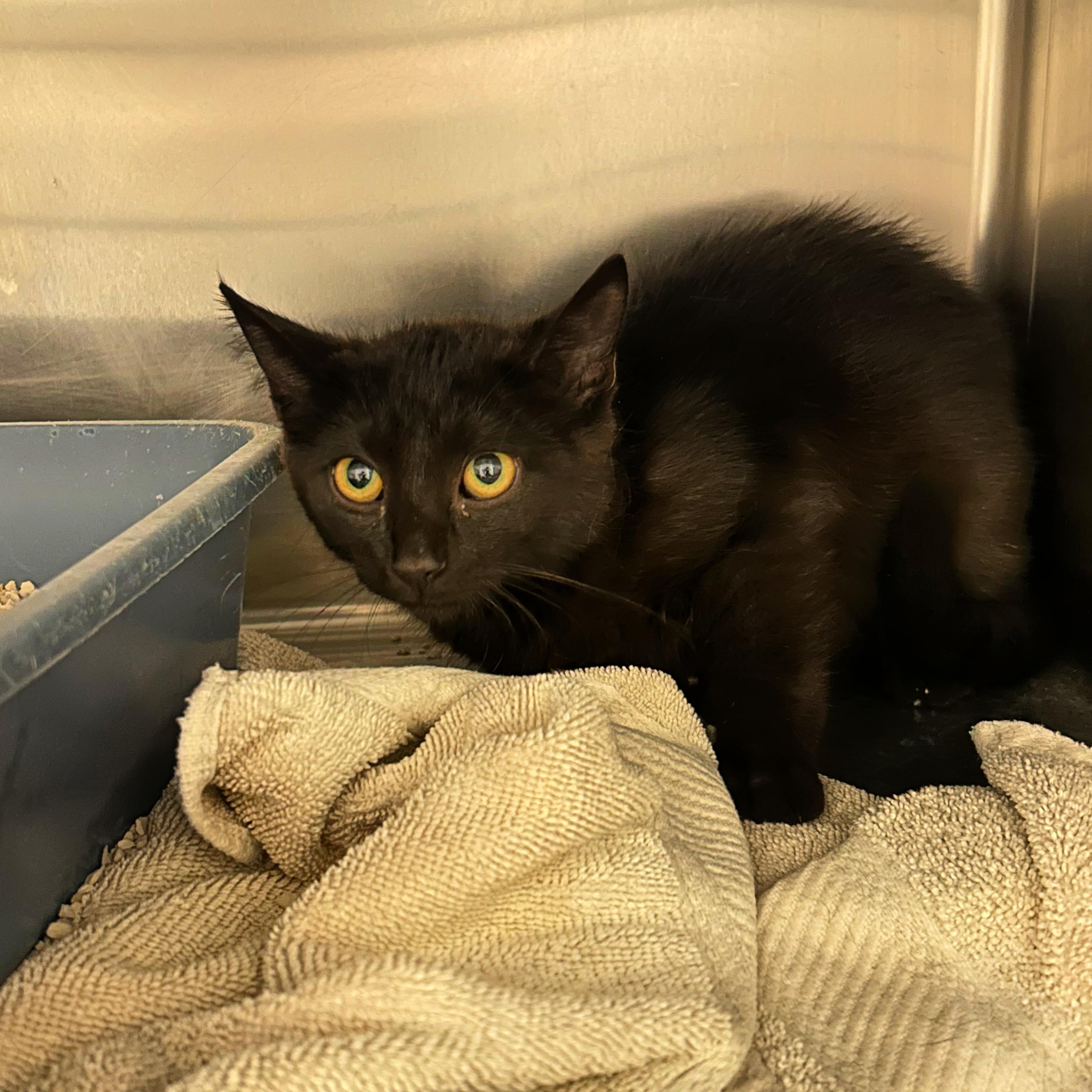 Fifi, adopted, Kitten Female Domestic Short Hair.