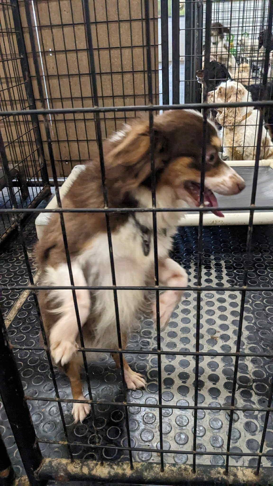 Hampton-Foster Home Needed