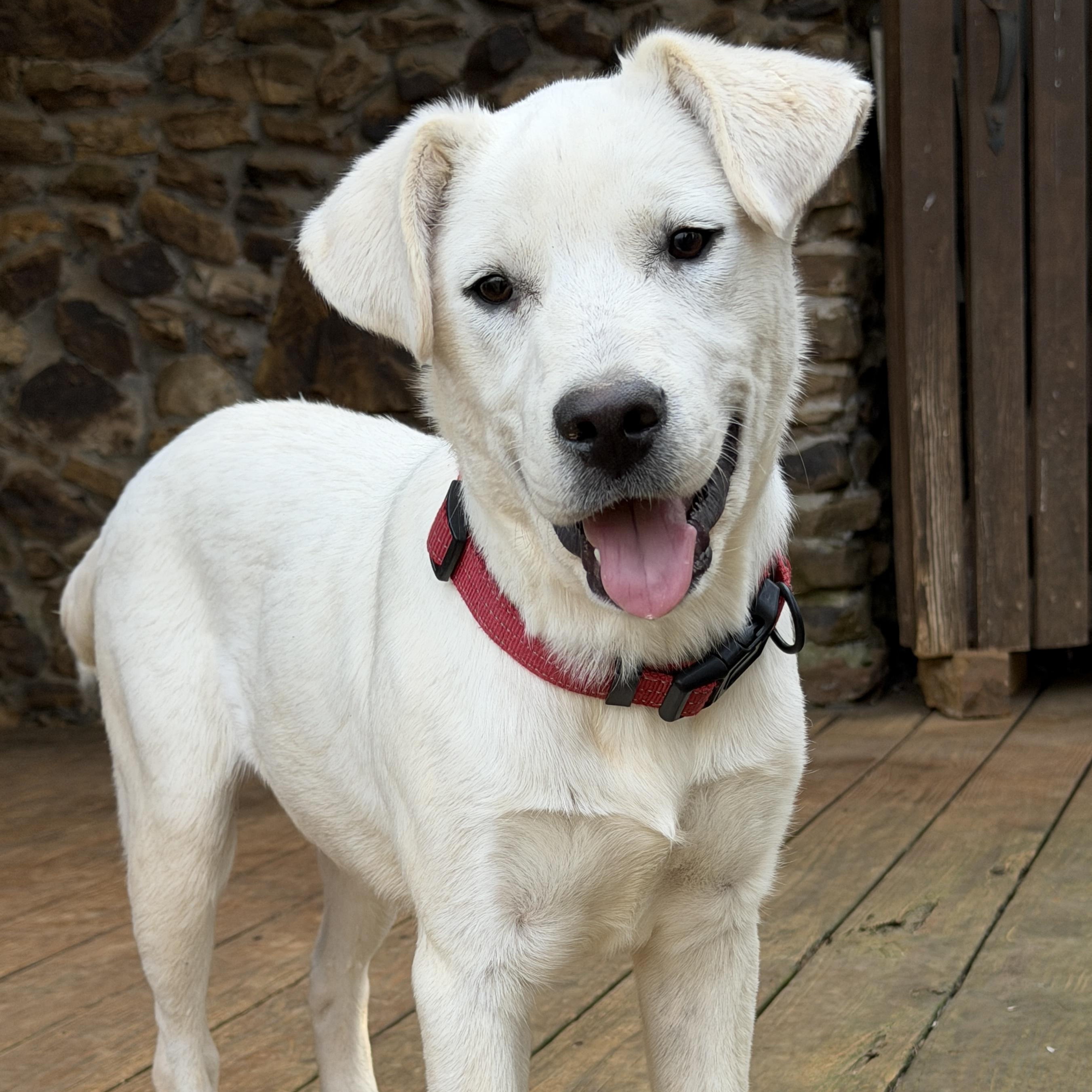 Enlarge Dutch, a Adoptable mixed breed in Sewaren, NJ image 1/4