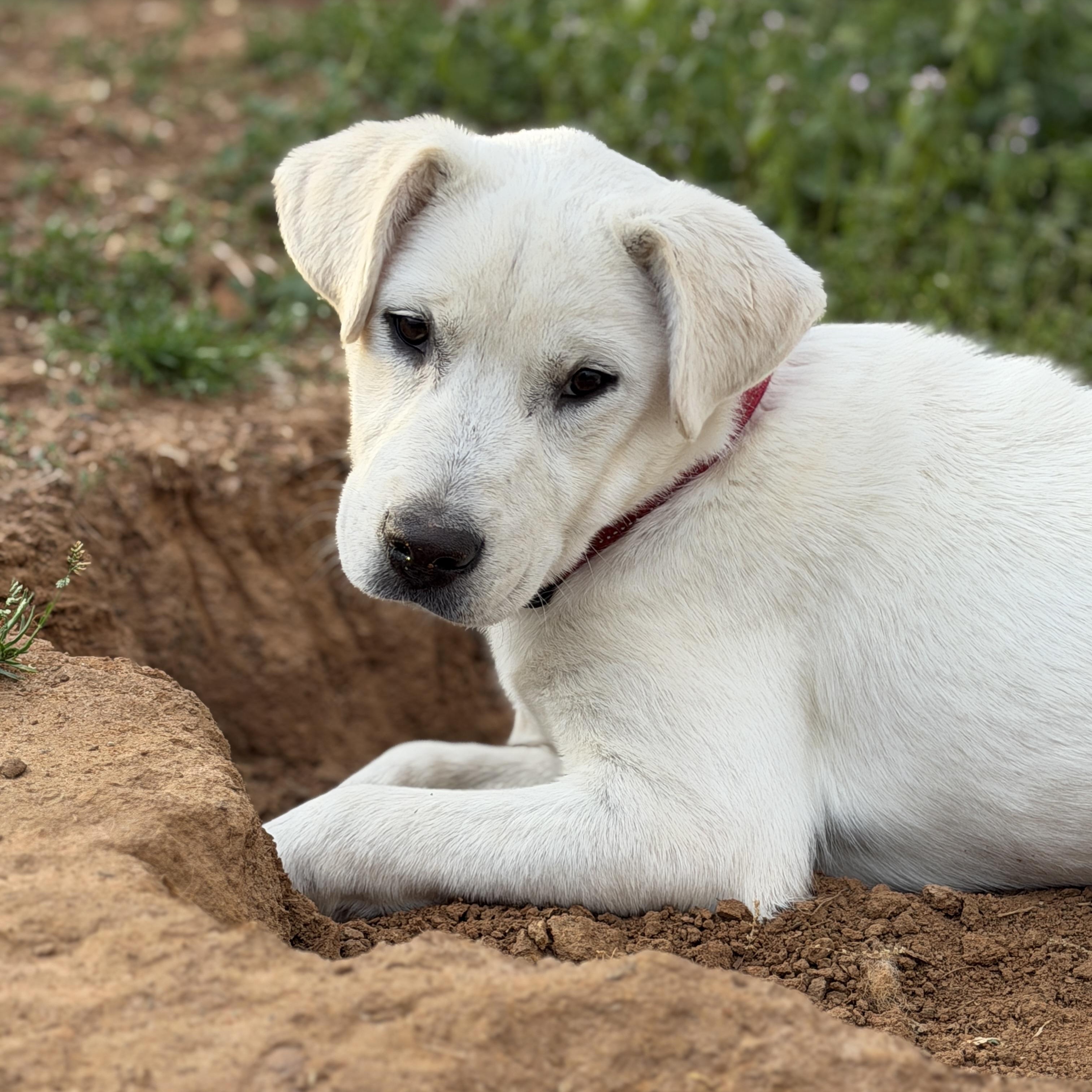 Enlarge Dutch, a Adoptable mixed breed in Sewaren, NJ image 4/4