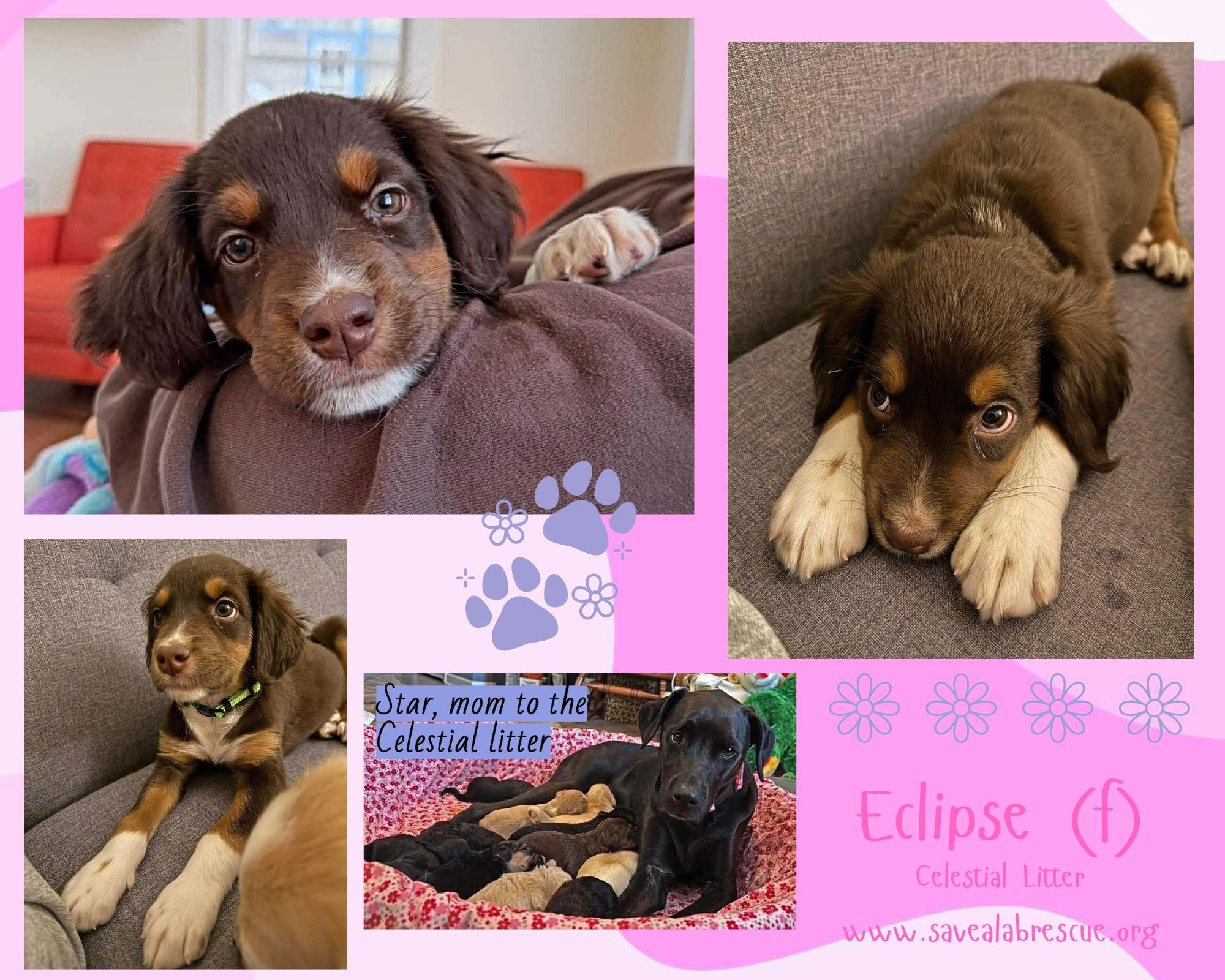 Enlarge Eclipse, an adopted mixed breed in Newport, RI image 1/1