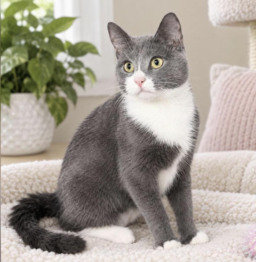 Enlarge Ophelia and Norma, a Adopted Domestic Short Hair in Greenburgh, NY image 5/6