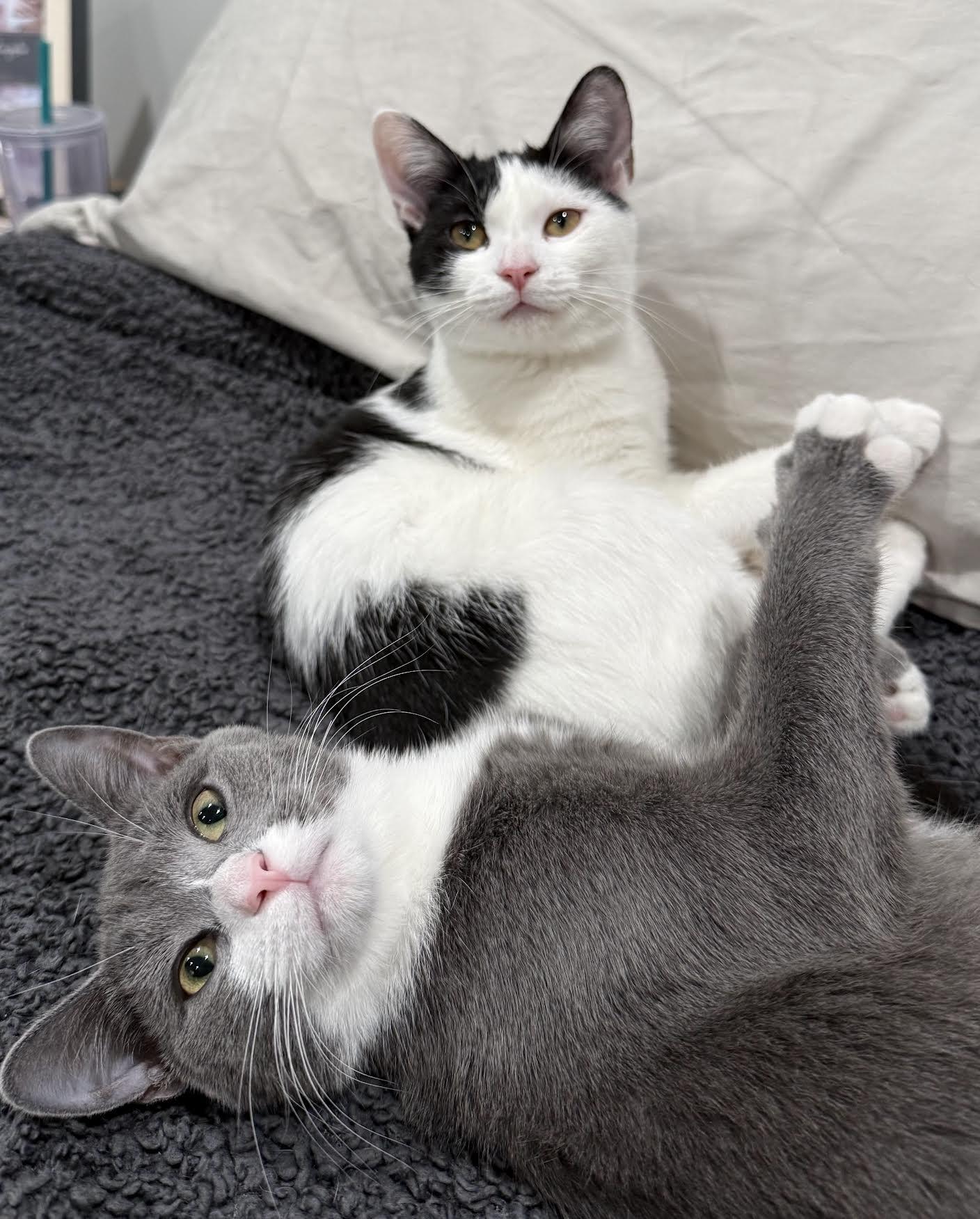 Enlarge Ophelia and Norma, a Adopted Domestic Short Hair in Greenburgh, NY image 4/6
