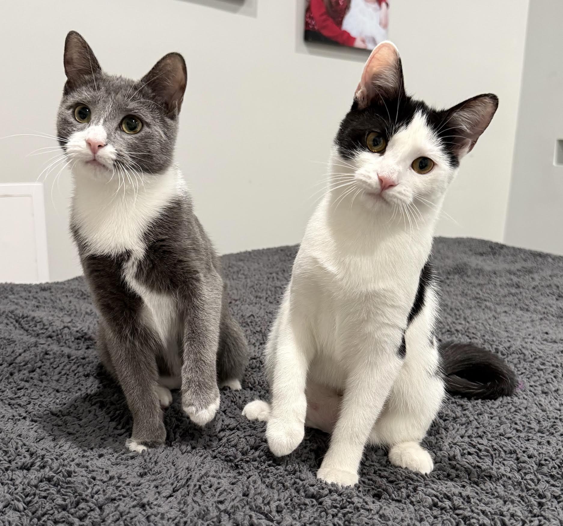 Ophelia and Norma, Adopted, Young Female Domestic Short Hair.