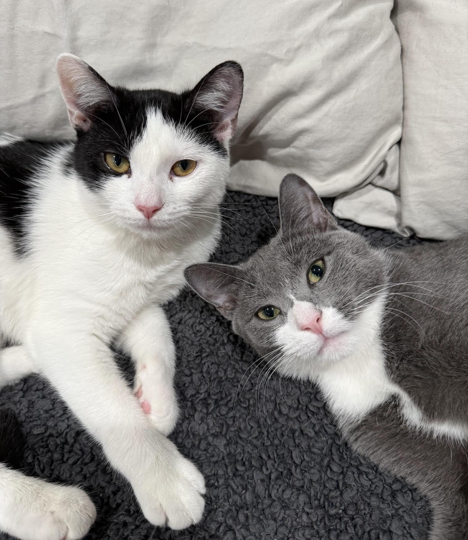 Enlarge Ophelia and Norma, a Adopted Domestic Short Hair in Greenburgh, NY image 3/6