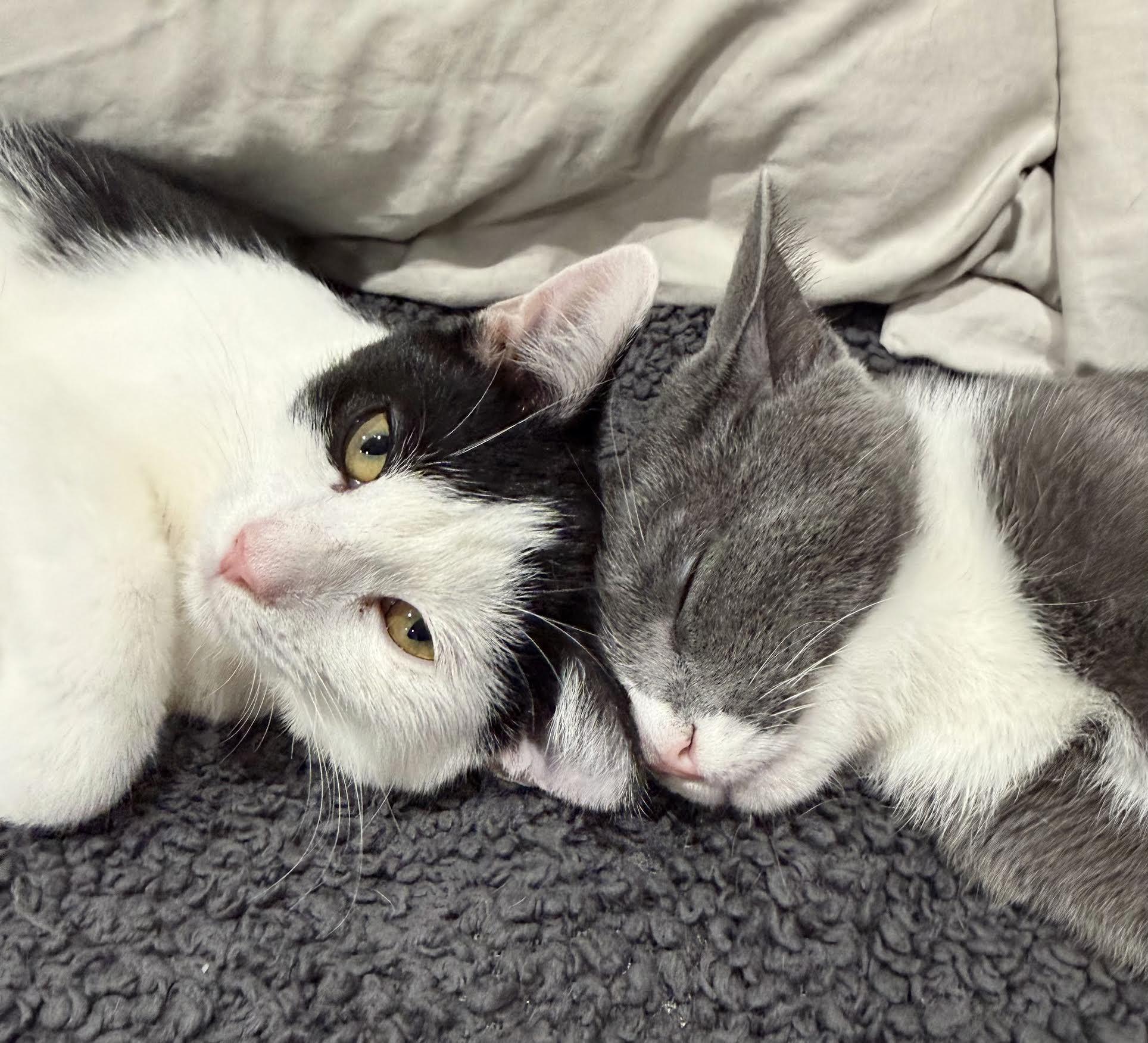 Enlarge Ophelia and Norma, a Adopted Domestic Short Hair in Greenburgh, NY image 2/6