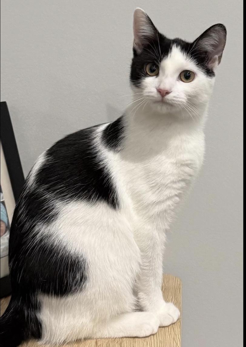 Enlarge Ophelia and Norma, a Adopted Domestic Short Hair in Greenburgh, NY image 6/6