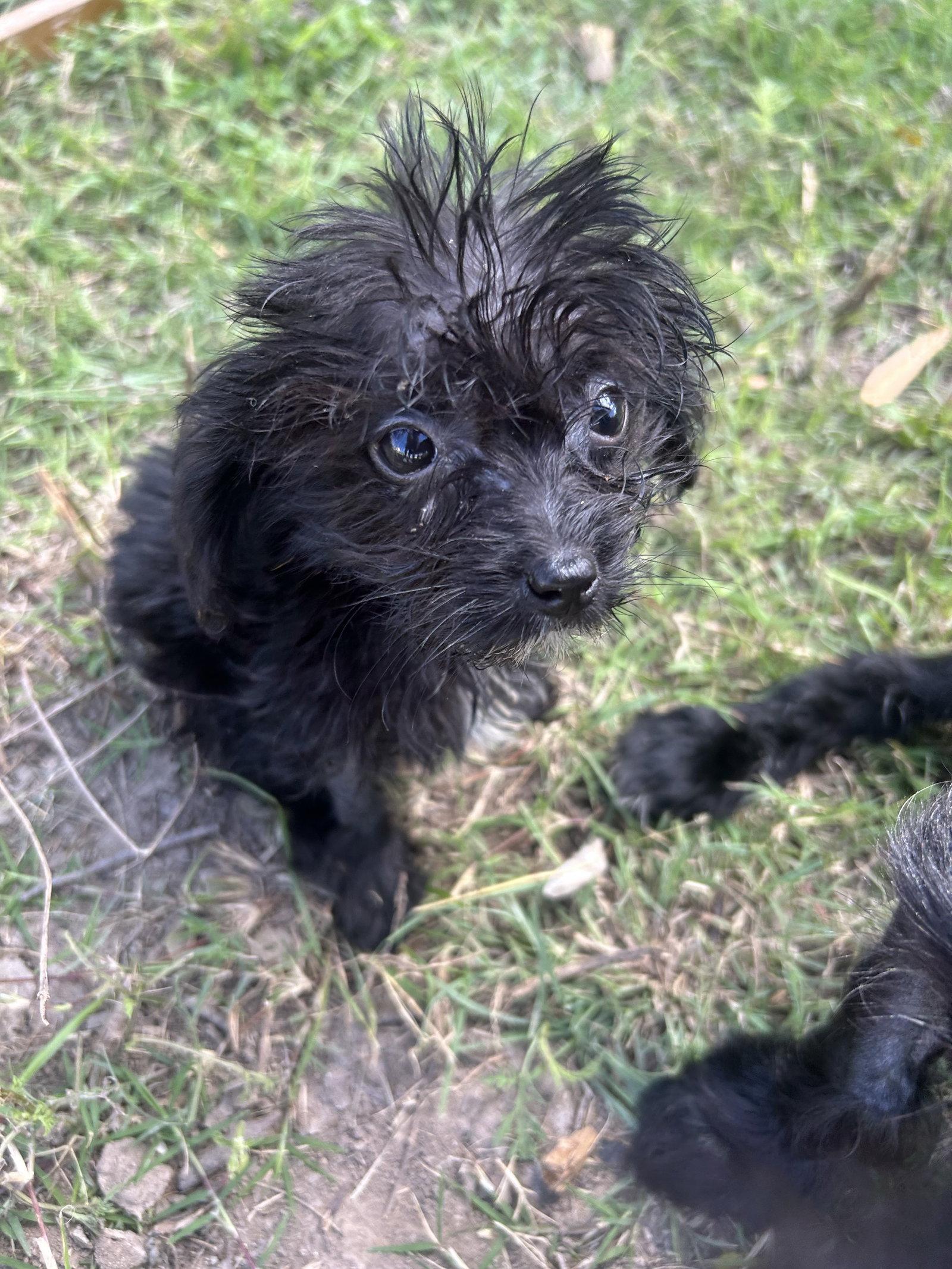 Twinkle, Adopted, Puppy Female Poodle & Maltese.