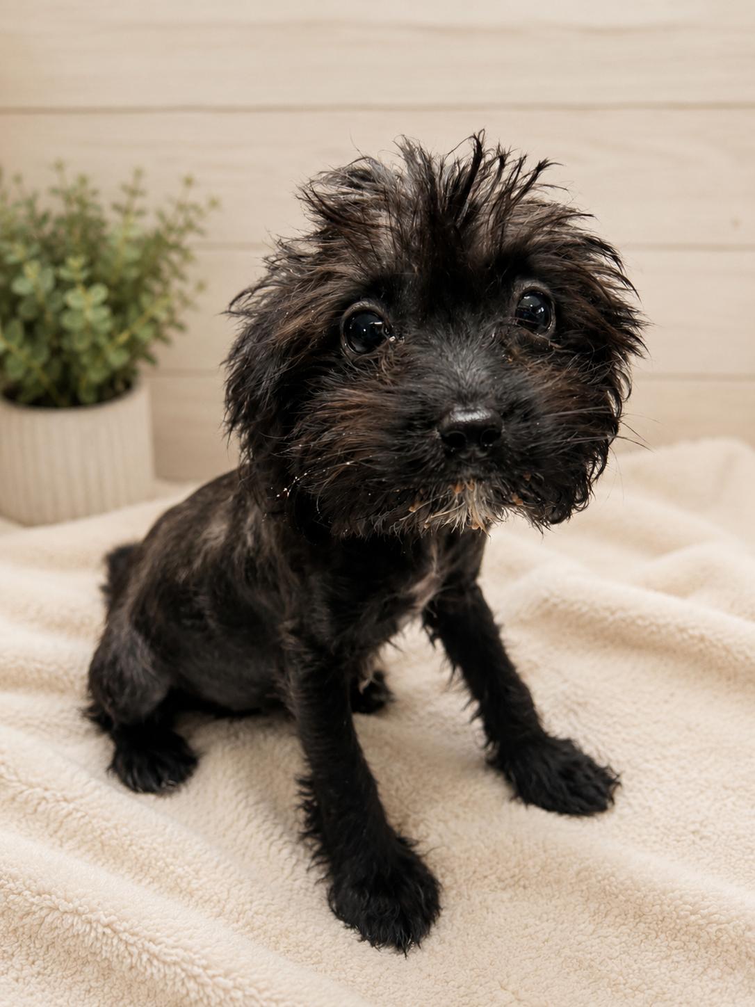 Enlarge Twinkle, a Adopted mixed breed in Pipe Creek, TX image 3/3